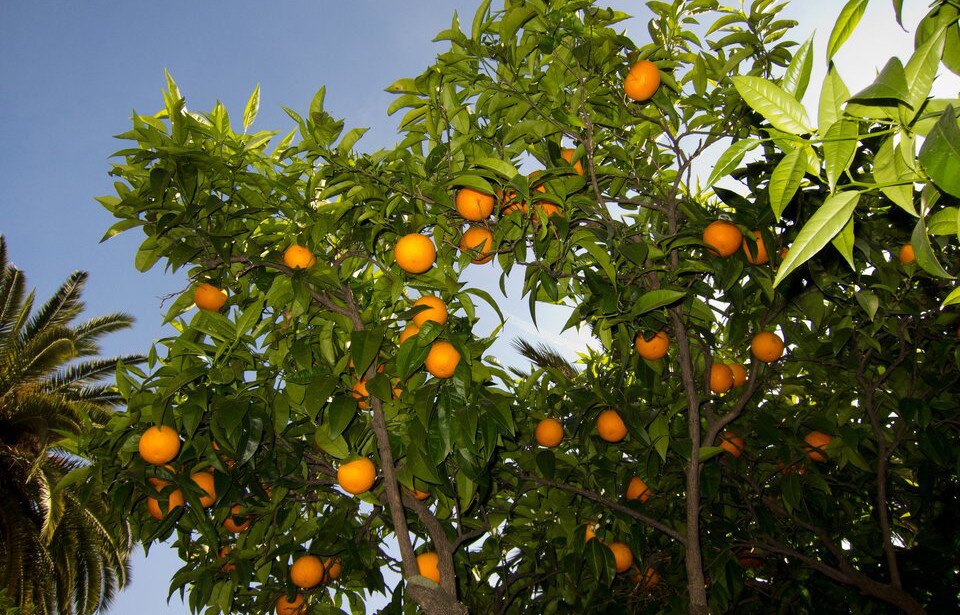 Fotografia prezentuje drzewa pomarańczy widoczne od dołu. Drzewa są drobne, mają cienki pień oraz liczne okrągłe, dojrzałe pomarańcze. Po lewej stronie zdjęcia fragment palmy.