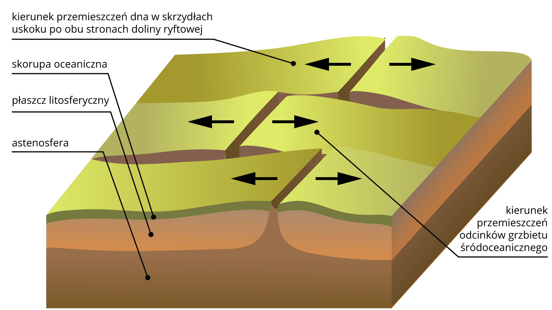 Schemat uskoku transformacyjnego. Na ilustracji jest przekrój przez fragment terenu. Dolna warstwa to astenosfera, nad nią jest płaszcz litosfery, następnie skorupa oceaniczna. Górna powierzchnia terenu jest pęknięta i wypiętrzona. Odcinki grzbietu śródoceanicznego oraz dna w skrzydłach uskoku po obu stronach doliny ryftowej przemieszają się od uskoku na zewnątrz.   