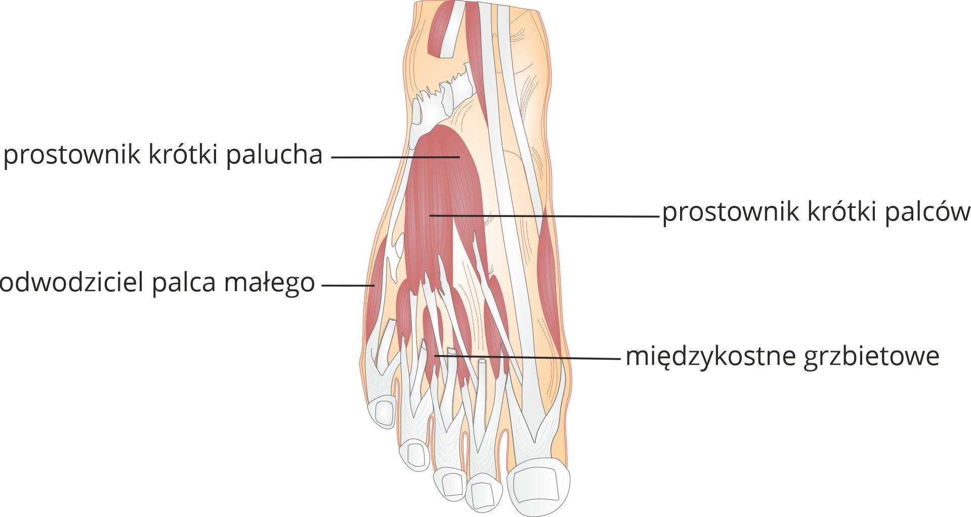 Grafika pod tytułem mięśnie stopy, strona grzbietowa. Grafika przedstawia schemat grzbietowej strony stopy z zaznaczonymi mięśniami, od góry, prostownik palucha krótki, prostownik krótki palców, odwodziciel palca małego oraz mięśnie międzykostne grzbietowe.