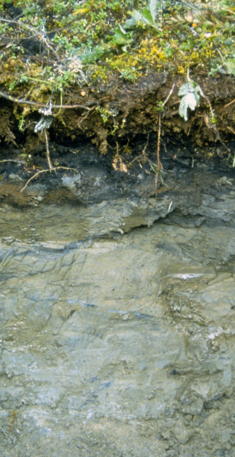 Na zdjęciu znajduje się profil glebowy. Od góry, na powierzchni, porastają go niskie, drobne rośliny, których korzenie wystają z gleby poniżej. Blok ziemi ma barwę oliwkowo‑stalową.
