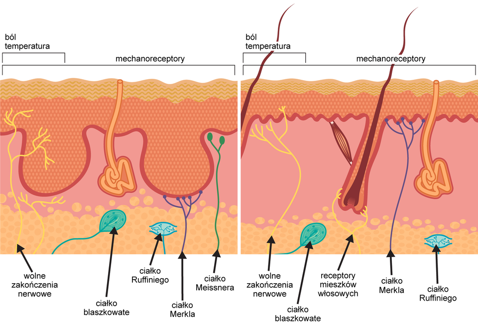 Ilustracja przedstawia przekrój przez skórę nieowłosioną i owłosioną. Skóra jest narażona na bodźce, na przykład ból, temperatura. W tkance podskórnej zaznaczono wolne zakończenia nerwowe, ciałko blaszkowate, ciałko Ruffiniego, ciałko Merkla. W skórze nieowłosionej brak receptorów mieszków włosowych, natomiast jest ciałko Meissnera, którego brak w skórze owłosionej. Wszystkie mechanoreceptory wychodzą z tkanki podskórnej. W skórze nieowłosionej receptory są bardziej zagęszczone. Warstwa podstawna naskórka jest grubsza i ma uwypuklenia w kierunku skóry właściwej. Ciałko Merkla styka się z uwypukleniem. Ciałko Meissnera biegnie do warstwy podstawnej naskórka, podobnie wolne zakończenia nerwowe (wchodzą głębiej w warstwę naskórka niż w przypadku skóry owłosionej). Receptor z ciałkiem blaszkowatym oraz ciałko Ruffiniego są nieco dłuższe niż w skórze owłosionej, tkanka podskórna jest grubsza.    