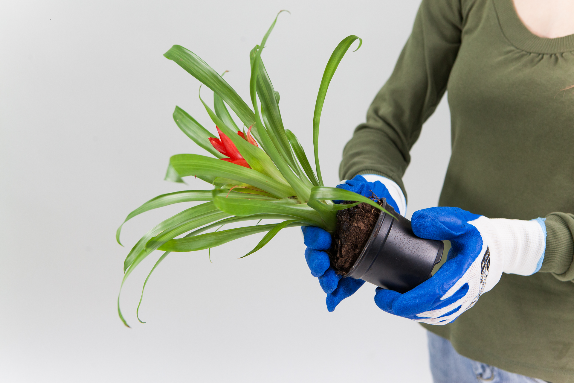 Slajd 2 – demonstrator w rękawiczkach wyjmuje roślinę z doniczki.