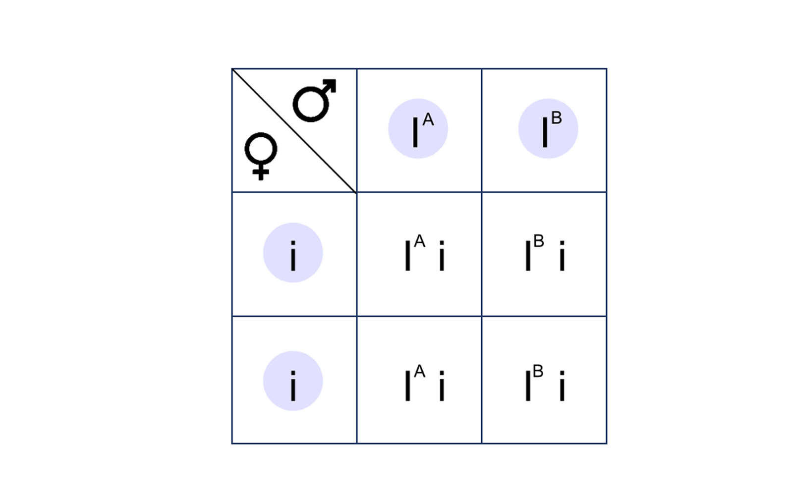 Ilustracja przedstawia krzyżówkę genetyczną w postaci szachownicy Punnetta. Na ilustracji są trzy kolumny i trzy poziome rzędy. W kolumnie pierwszej są oznaczenia płci. W kolumnie drugiej jest duża litera I indeks górny duże A, w kolumnie trzeciej jest duża litera I indeks górny duże B. W drugim i trzecim rzędzie są małe litery i. Po połączeniu gamet powstają cztery genotypy: duża litera I indeks górny duże A małe i, duża litera I indeks górny duże B małe i. Genotypy te powtarzają się. 