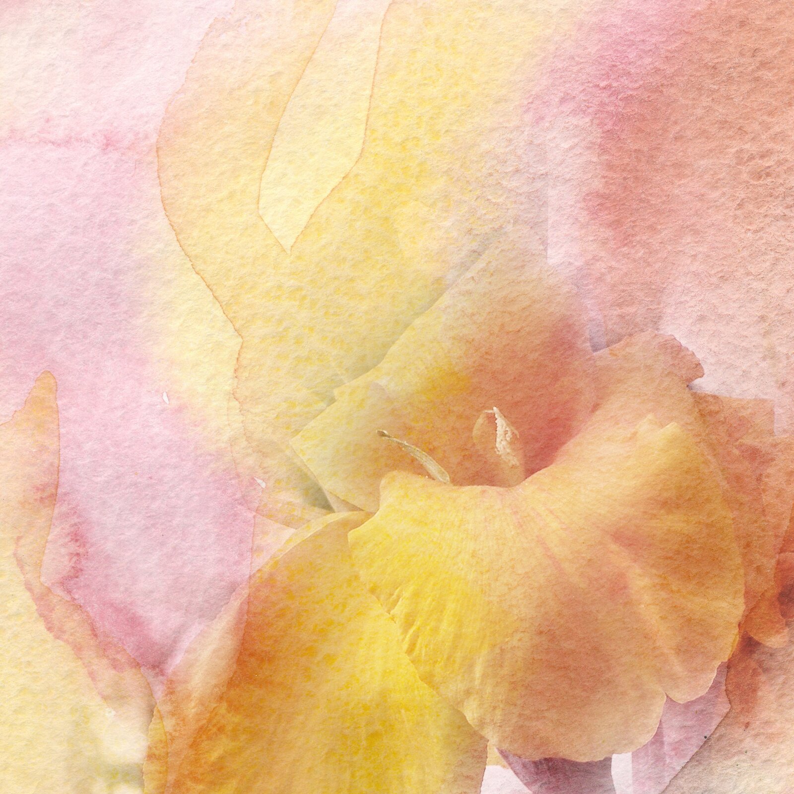 Ilustracja przedstawia akwarelę, ukazującą fragment kwiatu. Żółta roślina została przedstawiona na różowym tle.