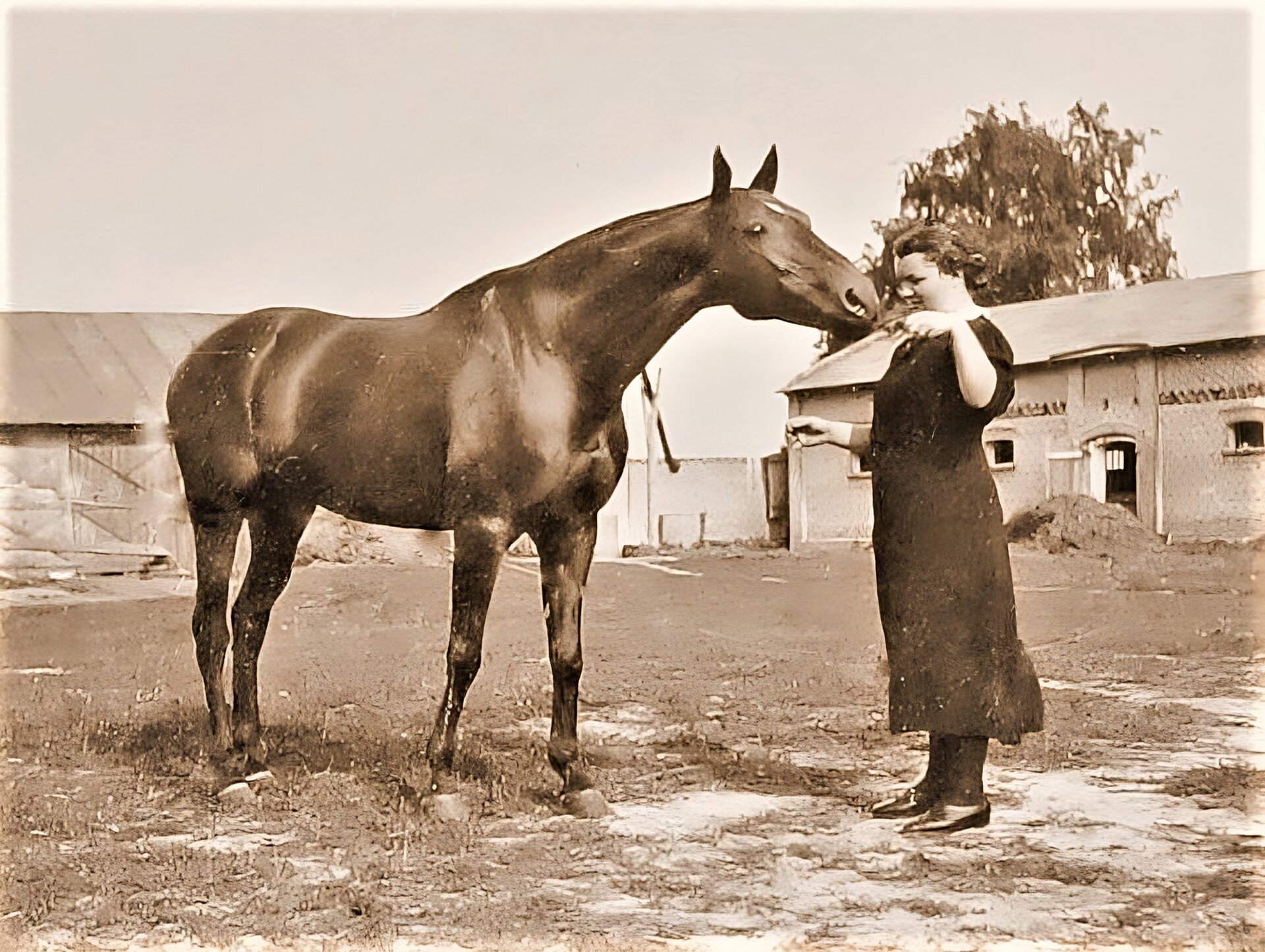 Zdjęcie przedstawia młodą kobietę z koniem. Kobieta stoi po prawej stronie zdjęcia. Ubrana jest w długą, czarną sukienkę, czarne rajstopy i czarne, niskie, skórzane buty. Włosy ma upięte w luźnego koka. Z lewej strony stoi ciemny koń, który wyciąga łeb w kierunku dłoni kobiety. W tle widoczna jest obora oraz stajnia. Ziemia jest częściowo zarośnięta niską trawą. Niebo jest bezchmurne. Zdjęcie jest sepią.
