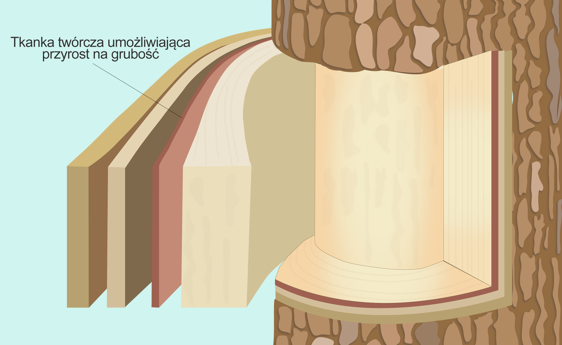 Ilustracja pokazuje fragment pnia i warstwy tkanek położonych pod korą, w tym tkanki twórcze umożliwiające przyrost na grubość. Widać cztery warstwy. Trzecią od zewnątrz są tkanki twórcze.