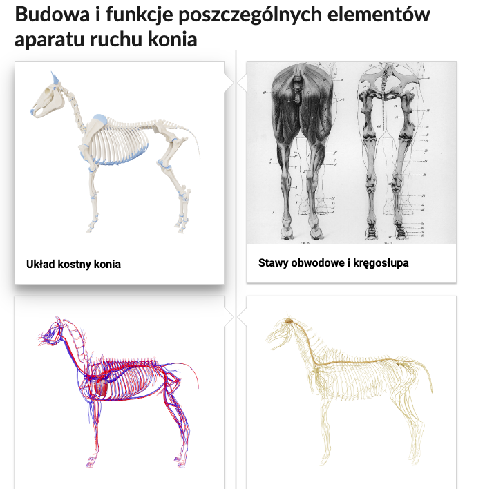 Grafika przedstawia cztery kafelki, a nad nimi tytuł: Budowa i funkcje poszczególnych elementów aparatu ruchu konia. W pierwszym kafelku widnieje grafika układu kostnego konia. Kolejny kafelek zawiera grafikę układu krwionośnego konia. Na trzecim kafelku widnieje grafika ukazująca tył konia, natomiast czwarty kafelek przedstawia układ nerwowy konia.