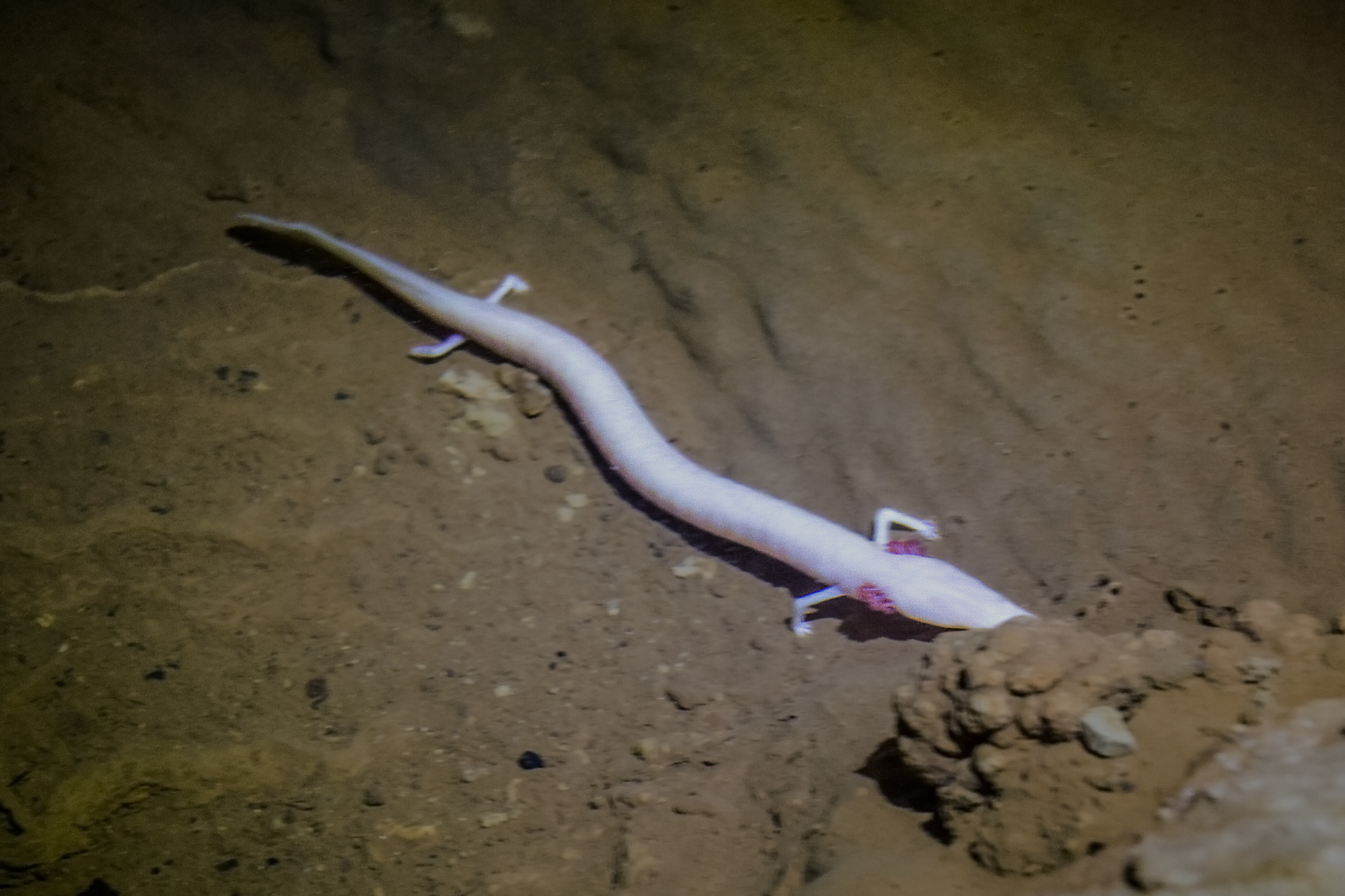 Fotografia przedstawia długie, jasnoróżowe, robakowate, czworonożne ciało odmieńca leżącego na dnie jaskini. Odmieniec wsunął głowę pod kamienie.