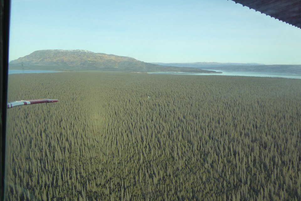 Zdjęcie wykonane z niewielkiej wysokości podczas lotu. Prawie cały kadr zajmuje rozległy, zwarty las iglasty złożony głównie z wysokich, smukłych świerków. W górnej części fotografii widać pasma wody oraz łagodne, słabo zalesione wzniesienia. Ujęcie pokazuje ogromny zasięg lasu borealnego i wyraźną przewagę drzew iglastych.