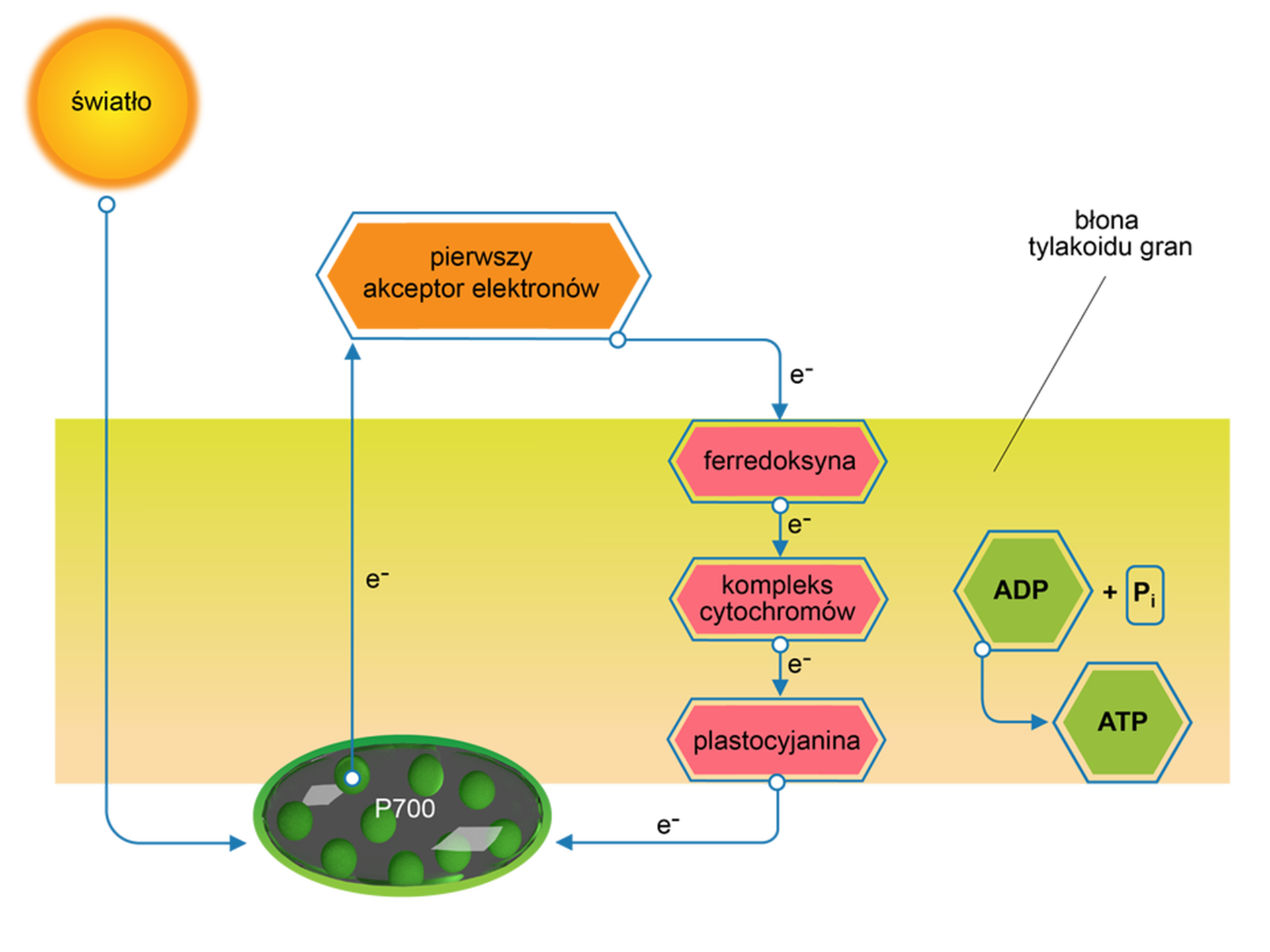 Rysunek przedstawia przebieg procesu fosforylacji cyklicznej. To proces syntezy ATP z wykorzystaniem energii świetlnej, w którym uczestniczy tylko fotosystem PS I i nie powstaje NADPH+H+ ani tlen cząsteczkowy. W fosforylacji cyklicznej nie zachodzi fotoliza wody. Wybite z fotosystemu I elektrony trafiają natomiast na ferredoksynę, a następnie powracają do tego samego fotosystemu za pośrednictwem kompleksu cytochromów i plastocyjaniny. W czasie wędrówki elektronów po przenośnikach elektronów dochodzi do transportu protonów do wnętrza tylakoidu i wytworzenia gradientu ich stężeń po obu stronach błony. Chlorofile fotosystemu PS I pochłaniają energię świetlną. W centrum reakcji tego fotosystemu znajduje się chlorofil a o maksimum absorpcji fali świetlnej o długości siedmiuset nanometrów. Elektrony są akceptowane przez główny akceptor elektronów, a następnie podróżują przez kilka akceptorów elektronów, takich jak ferredoksyna, plastochinon, kompleks cytochromu i plastocyjanina. Ostatecznie elektrony wracają do centrum reakcji fotosystemu PS I z chlorofilem a o maksimum absorpcji fali świetlnej o długości siedmiuset nanometrów. po przejściu cyklicznego ruchu. Kiedy elektrony przemieszczają się w dół przez nośniki elektronów, uwalniają energię potencjalną. Energia ta jest wykorzystywana do wytwarzania ATP z ADP przez enzym syntazy ATP. Do fosforylacji cyklicznej dochodzi na przykład podczas okresowego niedoboru wody albo obniżonego poziomu dwutlenku węgla, wywołanego na przykład zamknięciem aparatów szparkowych.