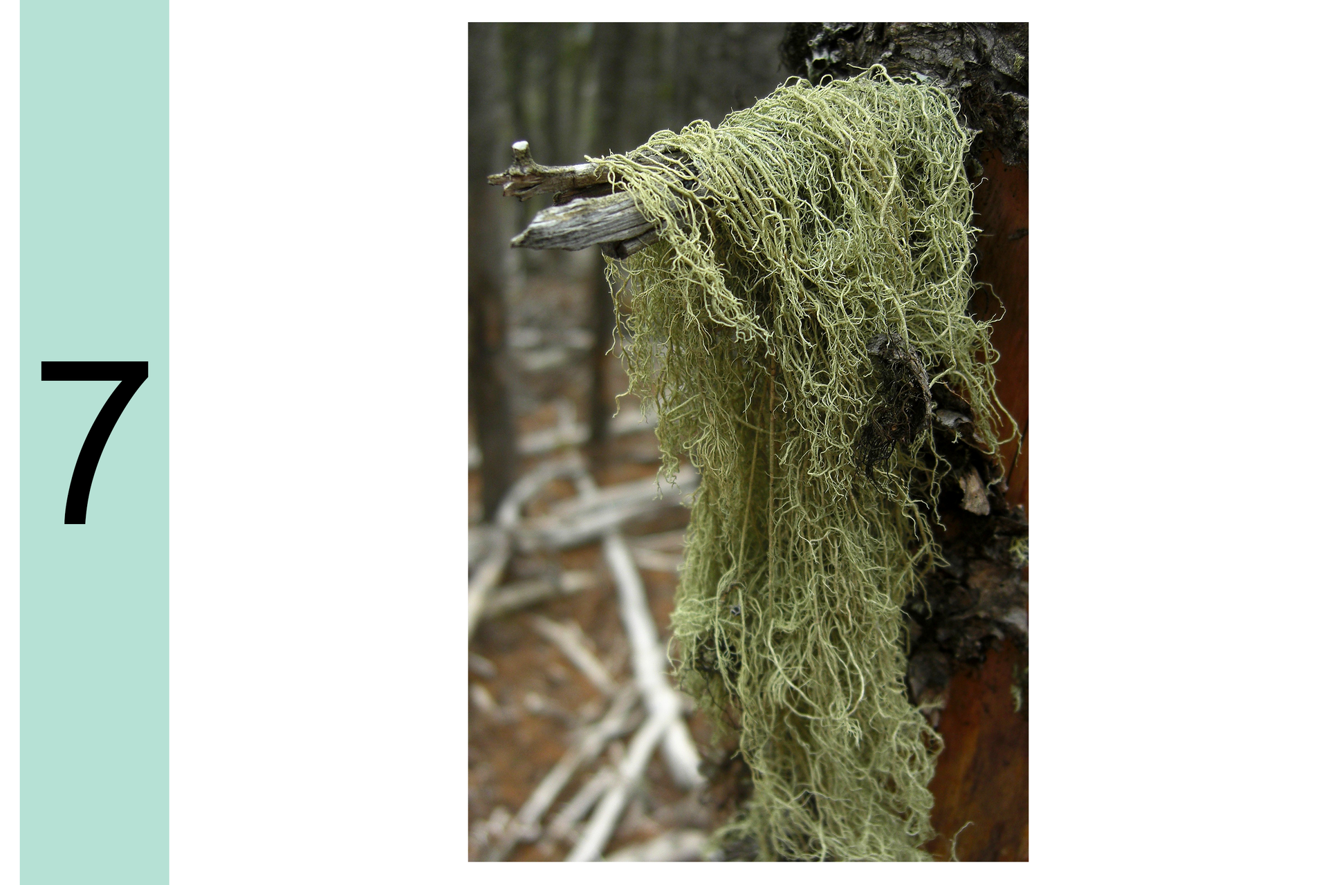 Fotografia przedstawia kępę szaro zielonych, nitkowatych porostów, zwisających z gałęzi przy pniu. Po lewej cyfra 7. Oznacza to, że powietrze jest czyste.