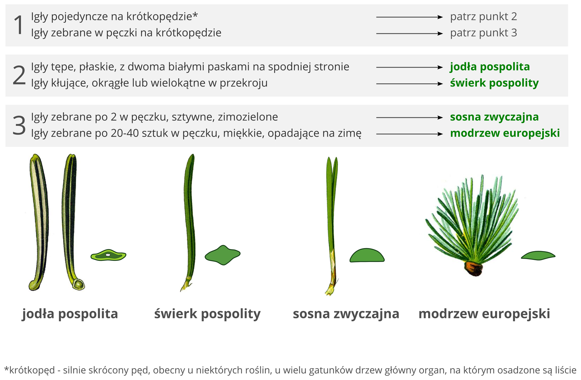 Grafika przedstawia klucz do oznaczania czterech drzew iglastych na podstawie budowy igieł. Cztery ilustracje przedstawiają igły drzew iglastych. Ilustracje igieł ułożone w rzędzie. Pierwsza po lewej to igła jodły pospolitej. Dwie zielone igły w pionie. Długie, zaokrąglone na końcu. Dwa białe równoległe pionowe pasy wzdłuż igieł. Obok przekrój poprzeczny przez igłę. Świadczy o tym, że igła jest płaska. Druga ilustracja na prawo to pojedyncza igła świerku pospolitego. Igła ostro zakończona. Lśniąco zielona. Obok przekrój poprzeczny o kształcie rombu. Świadczy o tym, że igła jest graniasta. Trzecia ilustracja dwie igły sosny zwyczajnej. Wyrastają z jednego pęku. Igły zielone, ostro zakończone. Obok przekrój poprzeczny przez igłę o kształcie półkola. Świadczy o tym, że igła jest z jednej strony płaska, a z drugiej wypukła. Czwarty rysunek to igły modrzewia europejskiego. Zielone krótkie igły zebrane w pęk. W pęku około trzydzieści lub czterdzieści sztuk. Przekrój obok świadczy, że igły są płaskie. Powyżej igieł znajduje się klucz do ich oznaczania. W punkcie pierwszym są dwa zdania. Pierwsze: Igły pojedyncze w krótkopędzie. Krótkopęd to silnie skrócony pęd, obecny u niektórych roślin, u wielu gatunków drzew główny organ, na którym osadzone są liście. Zdanie to prowadzi strzałką do napisu: patrz punkt drugi. Poniżej znajduje się drugie zdanie z punktu pierwszego, które brzmi: Igły zebrane w pęczki na krótkopędzie. Od niego odchodzi strzałka prowadząca do napisu: patrz punkt trzeci. Poniżej znajduje się punkt drugi również z dwoma zdaniami. Pierwsze brzmi: Igły tępe, płaskie, z dwoma białymi paskami na spodniej stronie. Od niego odchodzi strzałka prowadząca do napisu: jodła pospolita. Drugie zdanie z punktu drugiego brzmi: Igły kłujące, okrągłe lub wielokątne w przekroju. Od tego zdania prowadzi strzałka do napisu: świerk pospolity. Trzeci punkt również posiada dwa zdania. Pierwsze z nich brzmi: Igły zebrane po dwa w pęczku, sztywne, zimozielone. Od niego prowadzi strzałka do napisu: sosna zwyczajna. Drugie zdanie z punktu trzeciego brzmi: Igły zebrane po dwadzieścia do czterdziestu sztuk w pęczku, miękkie, opadające na zimę. Od niego odbiega strzałka do napisu: modrzew europejski.