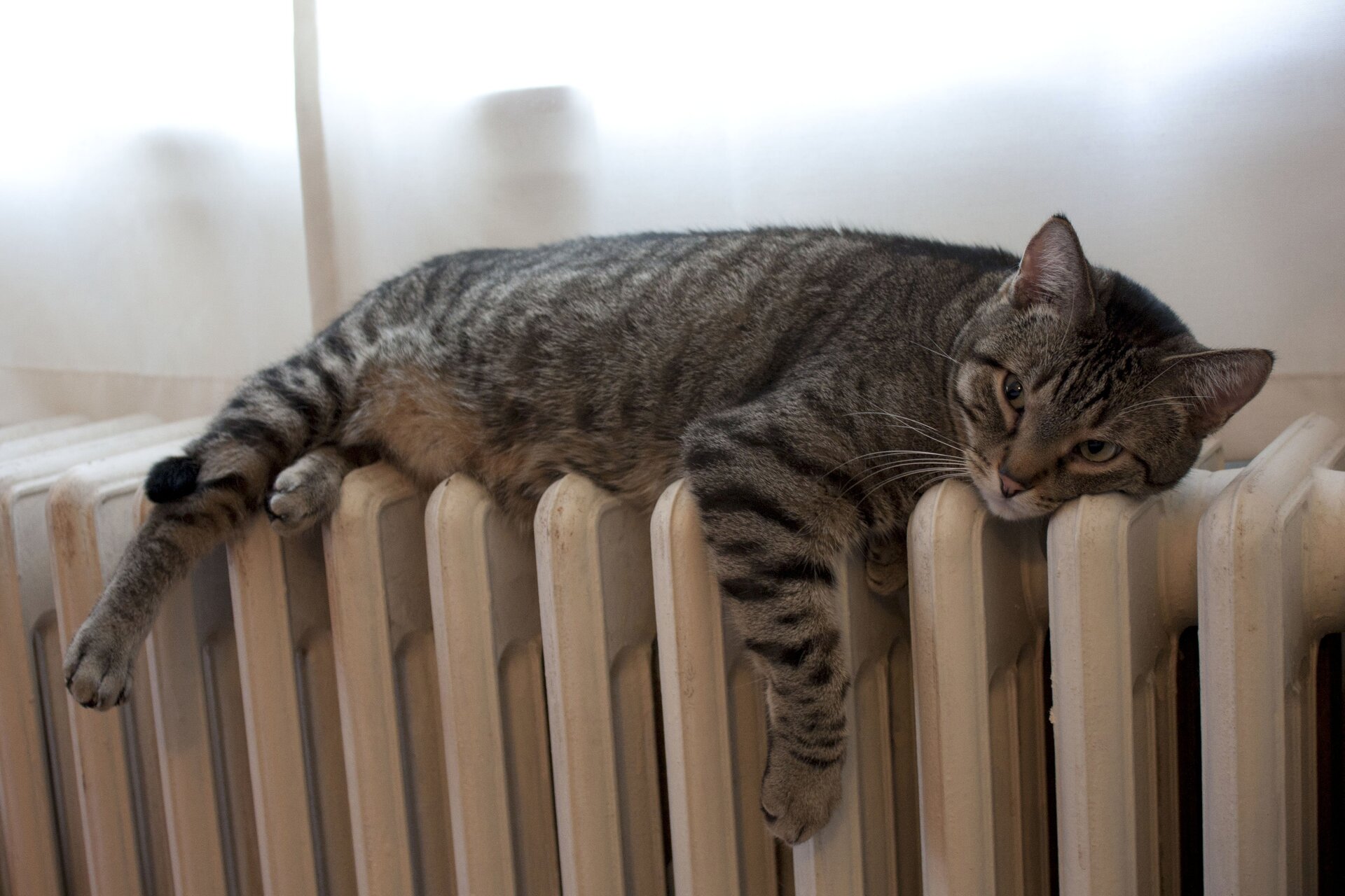 Zdjęcie przedstawia kota leżącego na białym żeberkowym kaloryferze. W tle okno przesłonięte przez białą matową zasłonkę. Kot rozluźniony, ułożony tak, aby jak największą powierzchnią ciała mógł chłonąć ciepło z rozgrzanych żeberek grzejnika. Sierść kota jest brunatna w czarne prążki.