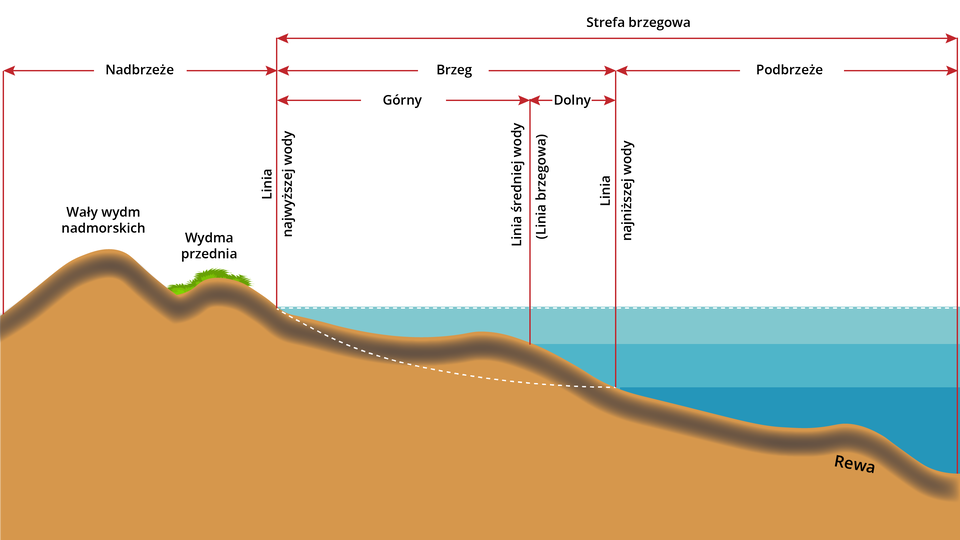 Grafika przedstawia podział strefy brzegowej morza. Grafika prezentuje wybrzeże składające się z rewy podwodnej stoku brzegu, plaży, wydmy przedniej oraz wału wydm nadmorskich. Strefa brzegowa dzieli się na pobrzeże, brzeg oraz nadbrzeże; wraz ze wzrostem poziomu wody pod wodą znajdują się poszczególne części wybrzeża. Niski stan wody obejmuje całe podbrzeże wraz ze znajdującą się rewą podwodną stoku brzegu pod wodą, kończąc się na początku plaży. Średni stan wody (linia brzegowa) obejmuje dolny brzeg, w którym pod wodą znajduje się połowa plaży oraz rewa podwodna stoku brzegu. Wysoki stan wody obejmuje cały brzeg górny, dolny oraz podbrzeże; pod wodą znajduje się cała plaża oraz rewa. Najwyższy poziom wody zatrzymuje się na wydmie przedniej. Powyżej najwyższego poziomu wody znajduje się nabrzeże. 