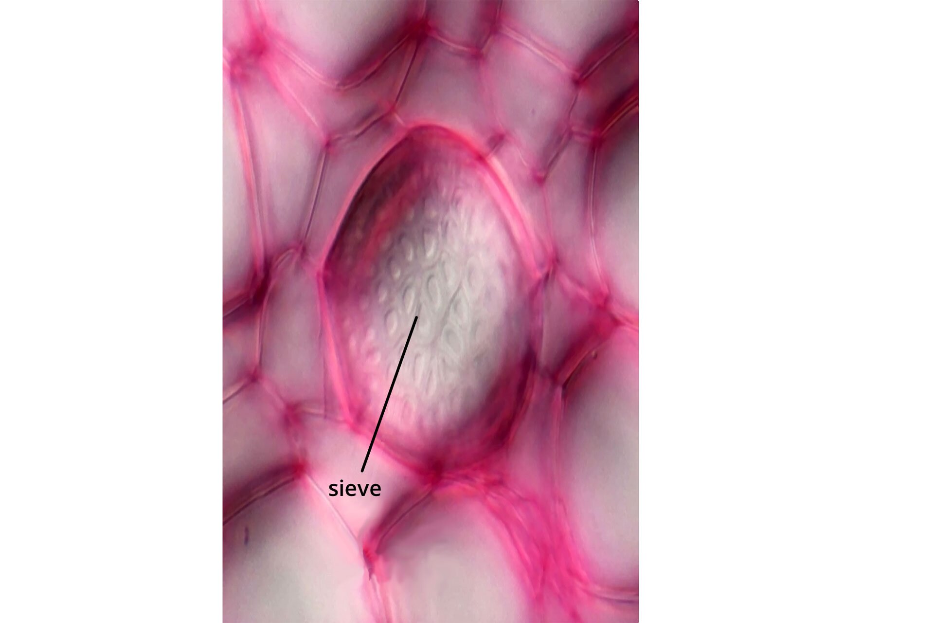 Fotografia mikroskopowa przedstawia sito łyka w dużym zbliżeniu. Komórki łyka mają kształt wielokątów i są wybarwione na różowo. W centrum komórki, będącej na zbliżeniu znajdują się rury sita (sieve). Są one oznaczone kolorem białym. 