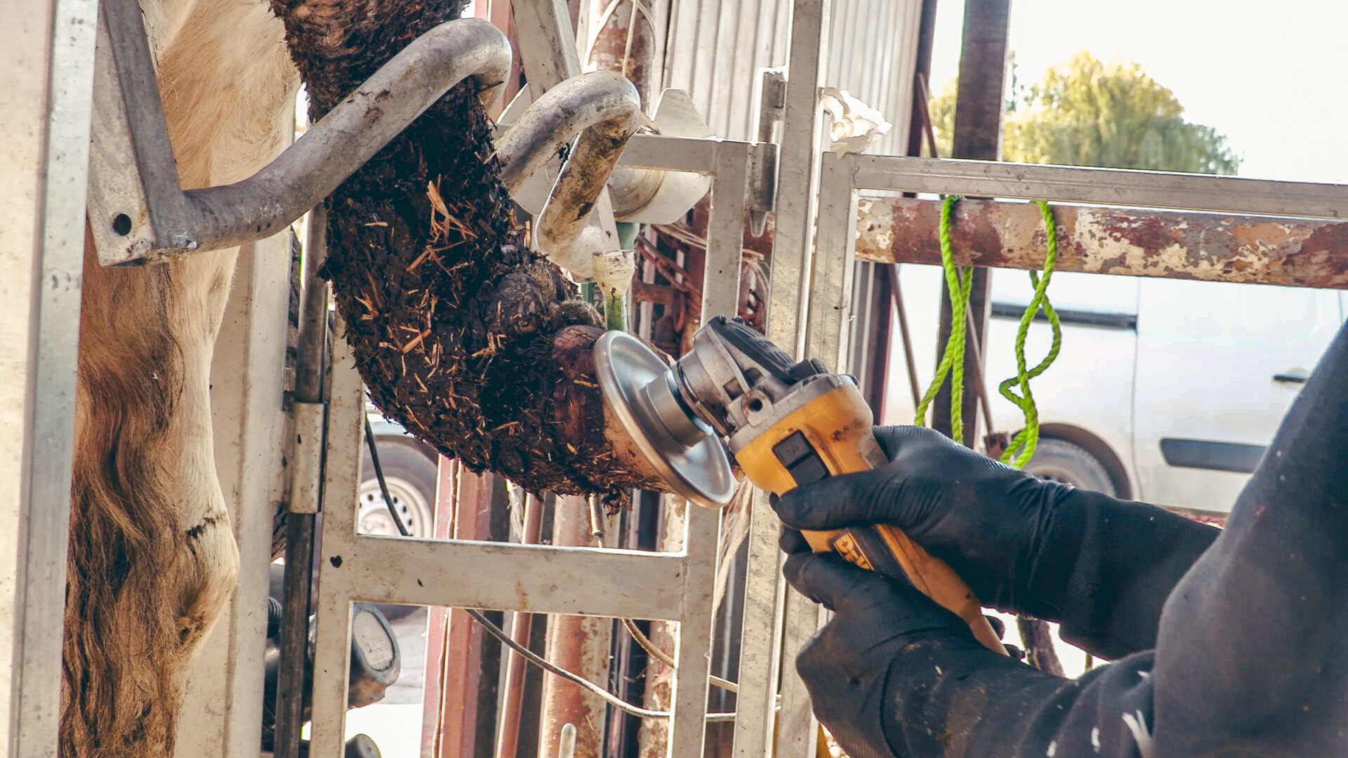 Zdjęcie przedstawia zbliżenie na podniesioną racicę krowy. Jest ona unieruchomiona przez metalowe elementy konstrukcyjne klatki poskromowej. Racica jest podniesiona w taki sposób, aby umożliwić dostęp do jej spodu. Pracownik za pomocą szlifierki kątowej wyrównuje racicę. 