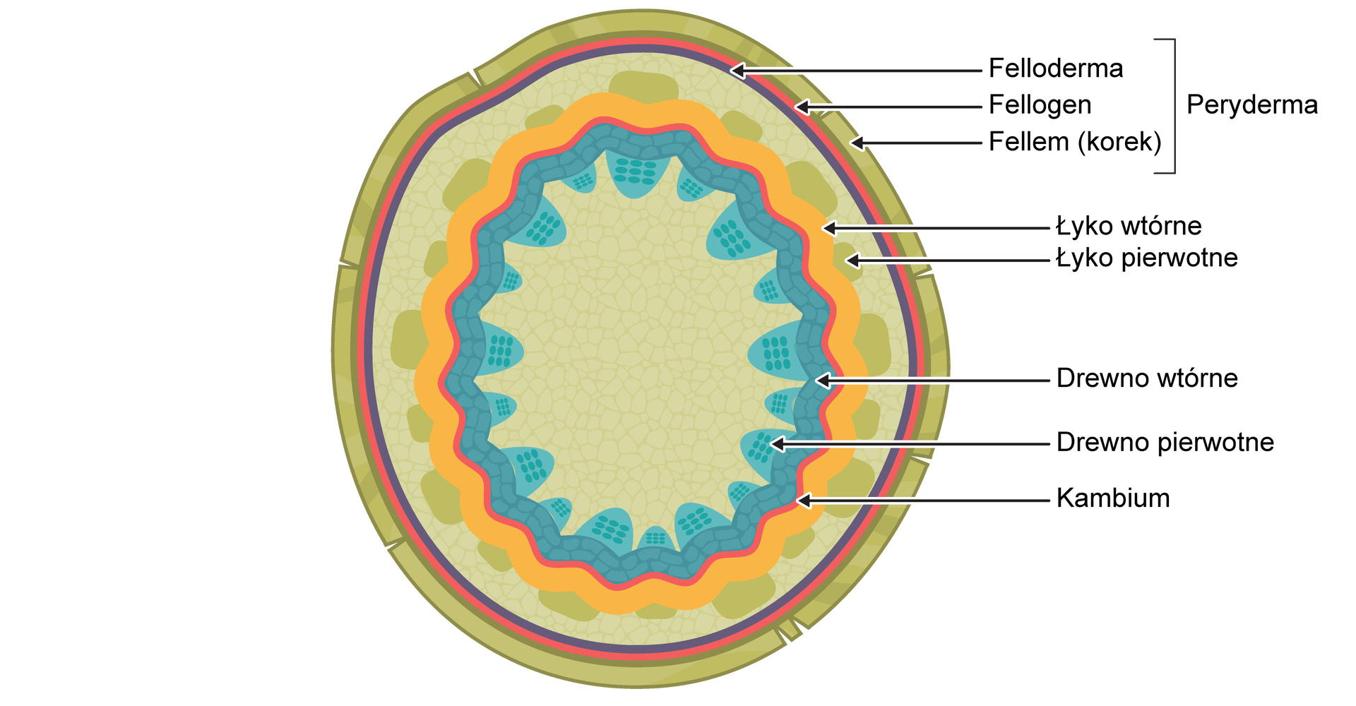 Na rysunku znajduje się przekrój poprzeczny przez budowę wtórną łodygi rośliny dwuliściennej. Najbardziej zewnętrzną warstwę stanowi Peryderma. Składa się ona z trzech warstw, kolejno od najbardziej zewnętrznej do najbardziej wewnętrznej: fellem (korek), fellogen, felloderma. Kolejna warstwa wypełniająca łodygę, to łyko pierwotne. Dalej łodygę wypełnia łyko wtórne. W łyku pierwotnym znajdują się wiązki naprzeciwległe otwarte. Są one ułożone w okręgu i przechodzą przez warstwy kambium i drewna wtórnego.