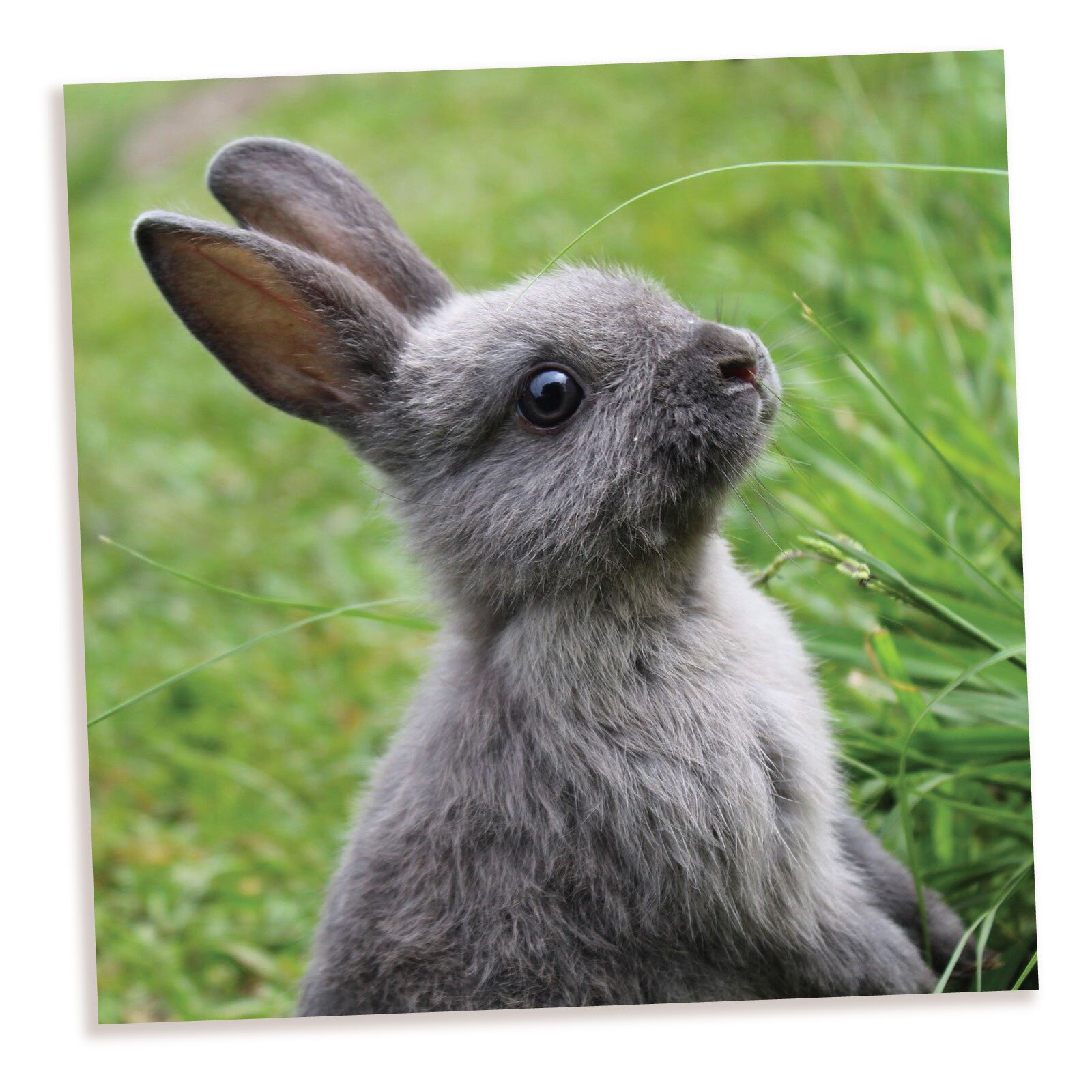 Szary królik na trawie. Ma krótkie futerko, ciemne oczy i długie uszy.