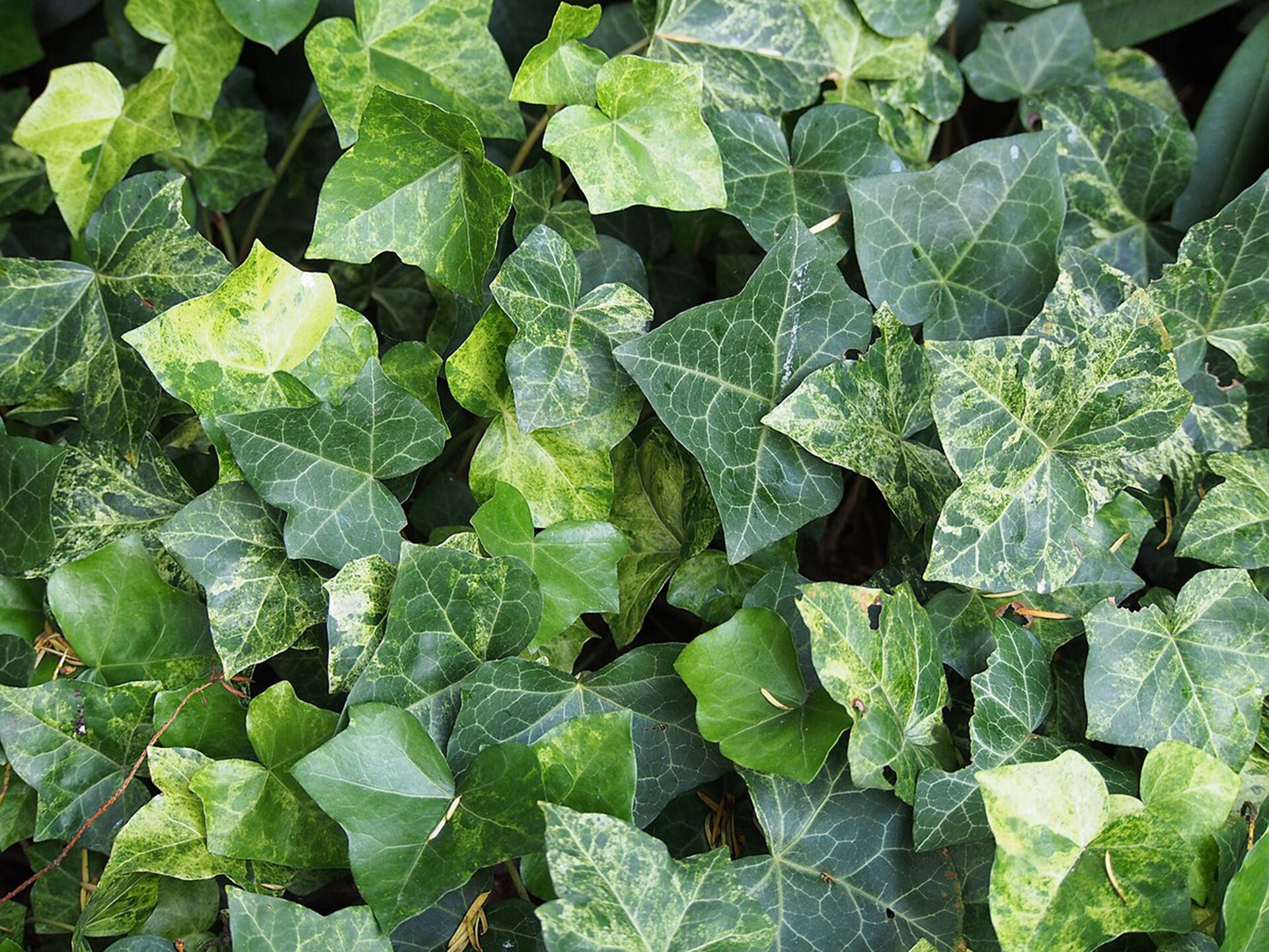 Na planszy widoczne są liczne liście bluszczu pospolitego. Mają ciemno i jasno zielony kolor, widoczne, białe, pierzaste unerwienie i gwiaździste kształty. 