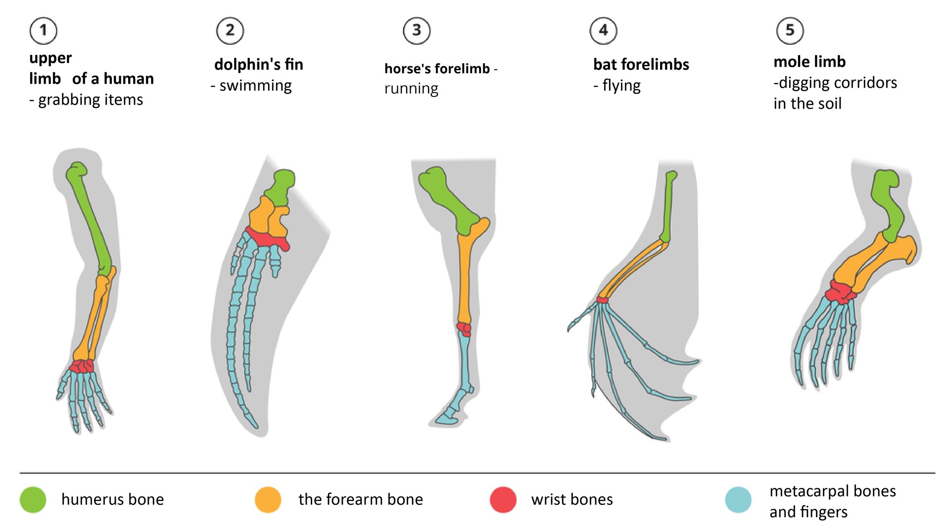 Ilustracja przedstawia schematyczne rysunki narządów o wspólnym pochodzeniu, pełniących różne funkcje. Są to kończyny przednie, przedstawione jako szare sylwetki. W nich znajdują się kości w różnych kolorach. Kość ramienna,  humerus bone jest zielona, kości przedramienia, the forearm bone żółte, kości nadgarstka, wrist bones czerwone a kości śródręcza i palców, metacarpal bones and fingers niebieskie. U człowieka ręka służy do chwytania przedmiotów, upper limbs of a human: - grabbing items; u delina płetwa do pływania, dolphin's fin- swimming; u konia do biegania, horse's tail- running. Kończyna przednia nietoperza służy do latania, bat forelimbs,- flying,  a kreta – do kopania, mole limbs,-digging corridors in the soil. 