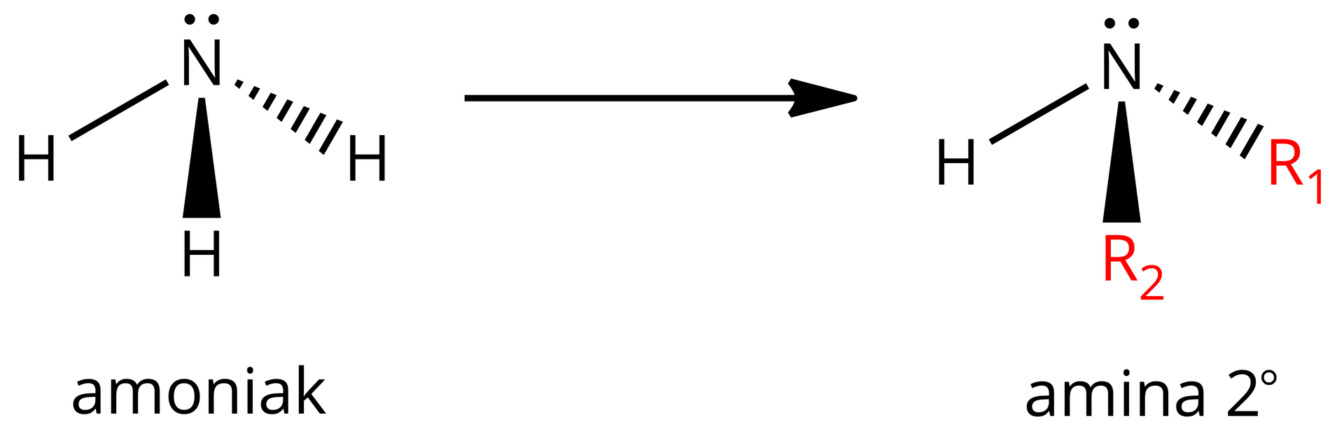 Ilustracja przedstawia następujący schemat: po lewej stronie cząsteczka amoniaku: atom azotu z jedną wolna parą elektronową w formie pary kropek i trzema wiązaniami pojedynczymi do atomów wodoru: to najbardziej na lewo jest ciągłą linią, środkowe jest czarnym trójkątem z wierzchołkiem skierowanym w stronę atomu azotu, a trzecie wiązanie jest trójkątem narysowanym przerywanymi liniami, z wierzchołkiem skierowanym w stronę atomu azotu. Po prawej stronie pozioma strzałka w prawo, za strzałką wzór aminy drugorzędowej: atom azotu z jedną wolna parą elektronową w formie pary kropek i trzema wiązaniami pojedynczymi: to najbardziej na lewo do atomu wodoru jest ciągłą linią, środkowe do grupy R2 jest czarnym trójkątem z wierzchołkiem skierowanym w stronę atomu azotu, a trzecie do grupy R1 wiązanie jest trójkątem narysowanym przerywanymi liniami, z wierzchołkiem skierowanym w stronę atomu azotu