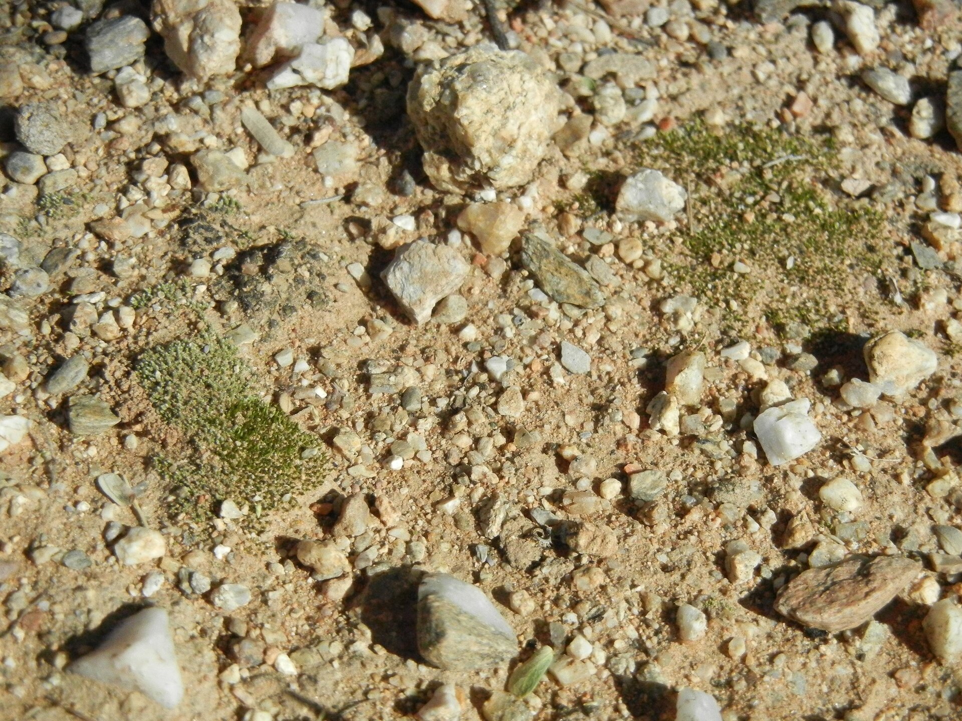Zdjęcie przedstawia zbliżenie na ziemię pokrytą drobnymi kamykami, między którymi rosną małe kawałki jasnozielonego mchu.