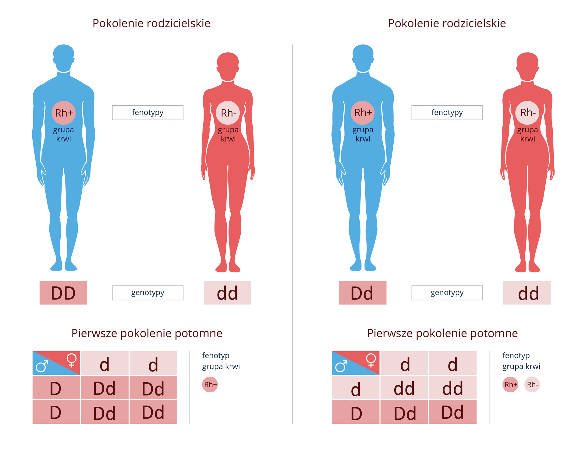 Ilustracja przestawia schemat dziedziczenia czynnika Rh u dwóch par. Sylwetka mężczyzn jest błękitna, a kobiety różowa. Mężczyzna w pierwszej parze jest homozygotą pod względem czynnika Rh+, kobieta jest homozygotą Rh-. Potomstwo tej pary to heterozygoty o fenotypie Rh+. Mężczyzna w drugiej parze jest heterozygotą o fenotypie Rh+, kobieta homozygotą Rh-. Ich potomstwo w połowie to homozygoty Rh-, w połowie heterozygoty o fenotypie Rh+.