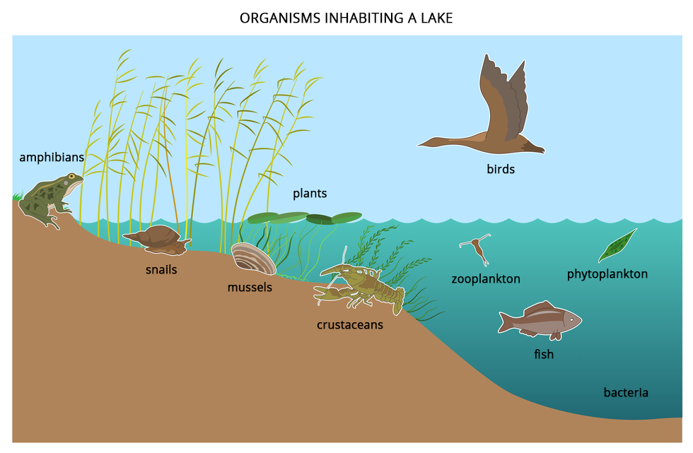 Ilustracja przedstawia przekrój przez przybrzeżną część jeziora. Zaznaczono w postaci rysunków gdzie na dnie i wodzie występują: żaby (amphibians), ślimaki (snails), muszle (mussels), rośliny (plants), skorupiaki (crustaceans), plankton zwierzęcy (zooplankton),  ryby (fish), bakterie (bacteria), plankton roślinny (phytoplankton). Nad wodą leci kaczka. Przy brzegu rośnie trzcina.