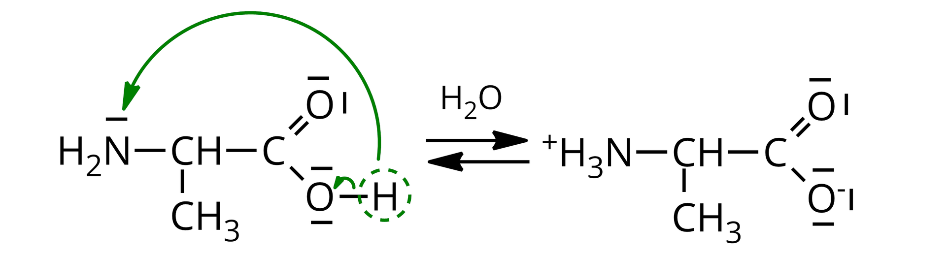 Ilustracja przedstawia reakcję dysocjacji alaniny w roztworze wodnym. Grupa NH2 łączy się z grupą CH, a ta z grupą CH3 oraz COOH, w której atom węgla wiąże się z atomem tlenu wiązaniem podwójnym i z grupą OH przy pomocy wiązanie pojedynczego. Atomy tlenu posiadają po dwie wolne pary elektronowe, a atom azotu jedną. Zaznaczono atom wodoru grupy OH zieloną ramką i poprowadzono strzałkę prowadzącą do wolnej pary elektronowej atomu azotu. Ponadto poprowadzono strzałkę prowadzącą od wiązania O H skierowaną na atom tlenu grupy OH. Po prawej stronie umieszczono dwie poziome strzałki: górna skierowana w praco, dolna w lewo a nad nimi zapis: H2O. Dalej na prawo znajduje się cząsteczka zdysocjowanej alaniny. Wzór jest taki sam jak po lewej stronie, z tą różnicą że zamiast grupy NH2 jest grupa NH3+, a zamiast grupy OH atom tlenu z ładunkiem ujemnym i dodatkową wolną para elektronową.