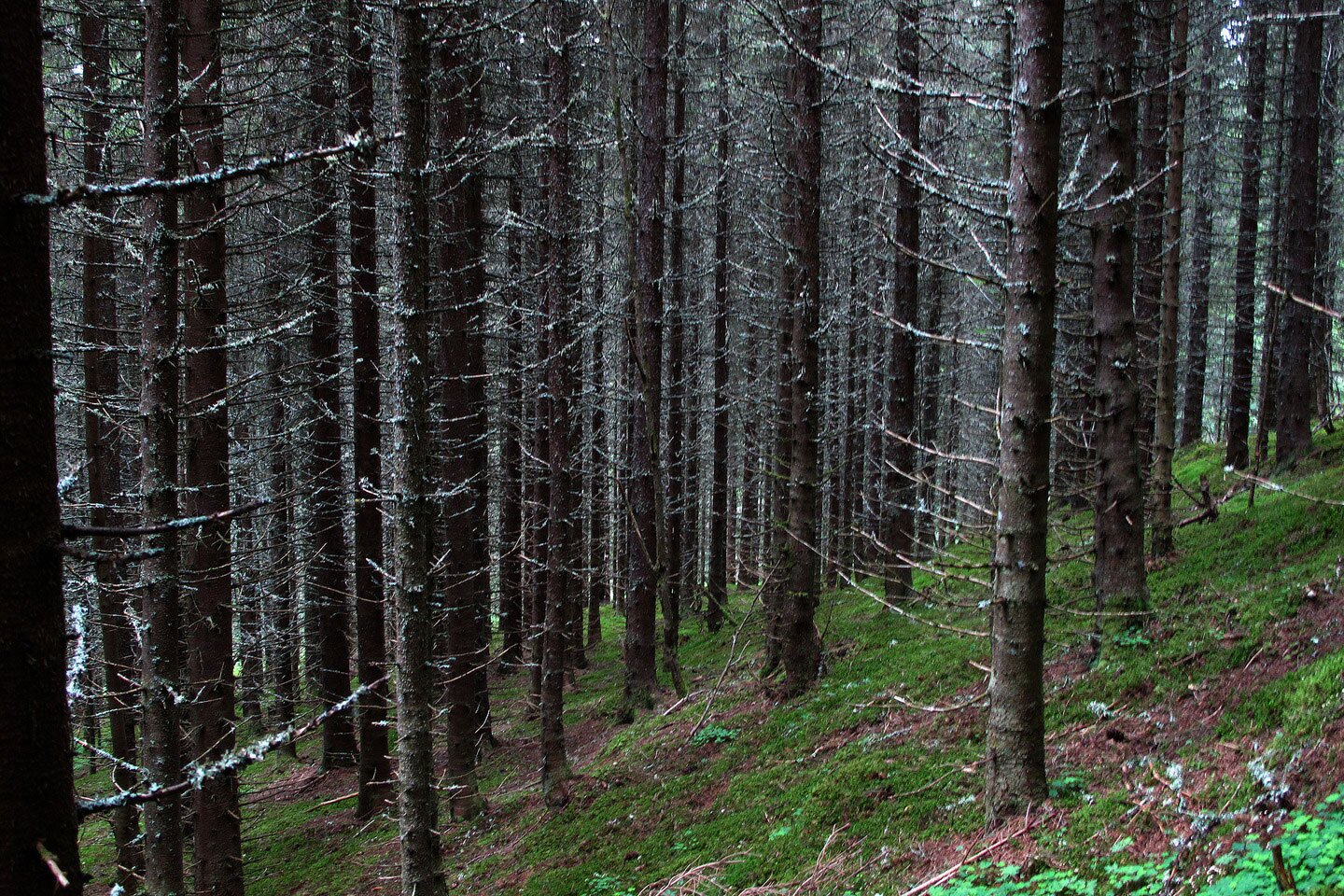 Fotografia przedstawia wnętrze boru świerkowego. Pnie o ciemnej korze i licznych suchych gałęziach stoją gęsto. Do dna lasu dociera niewiele światła, więc rosną nieliczne rośliny.