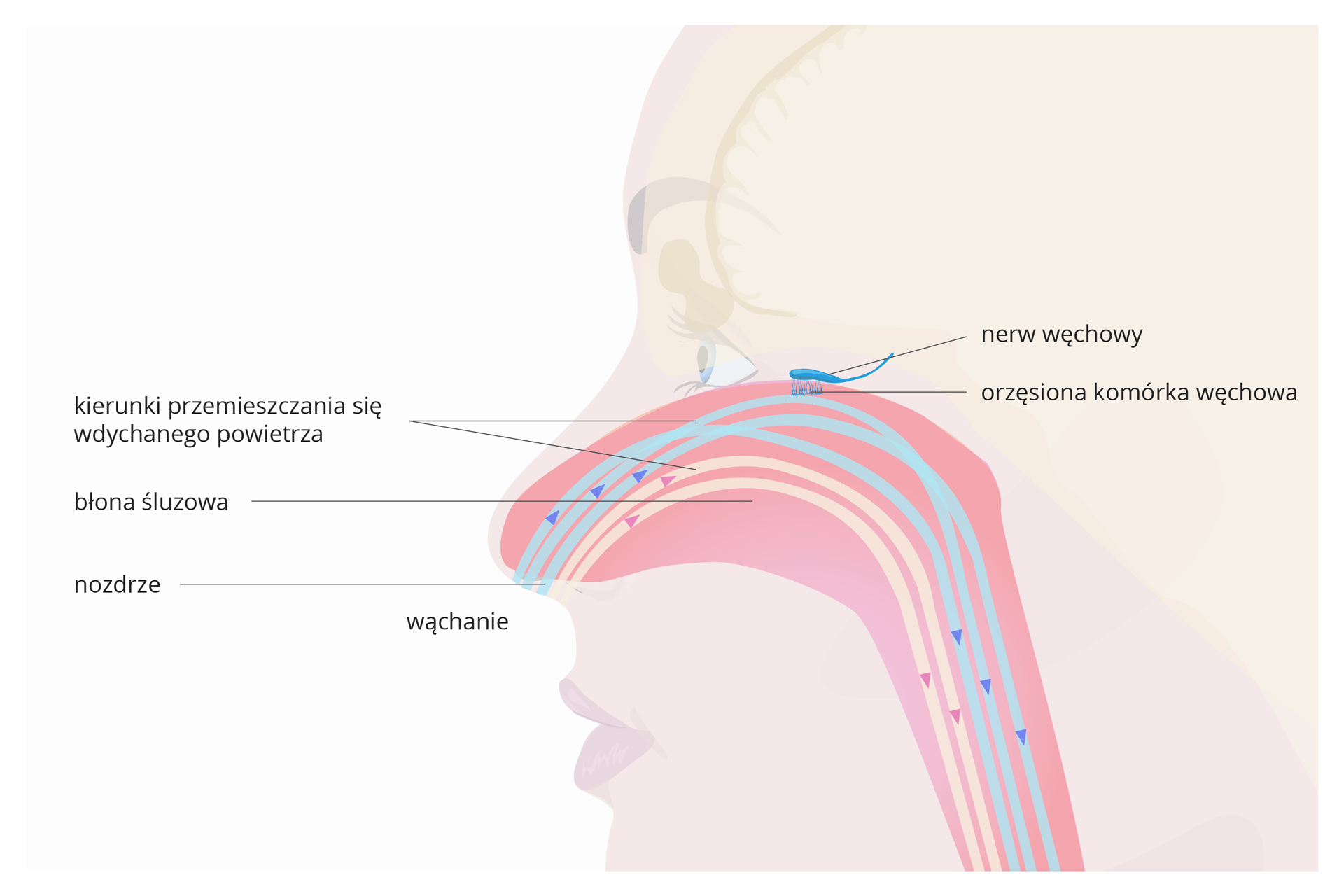 Ilustracja przedstawia delikatną sylwetkę twarzy profilem. Wrysowana różowa jama nosowa, pokryta błoną śluzową. Z lewej przy nozdrzu napis: wąchanie. Niebieskie i różowe strzałki i paski oznaczają kierunki przemieszczania się wdychanego powietrza. U góry jamy nosowej turkusowy podłużny nerw węchowy i orzęsiona opuszka węchowa.