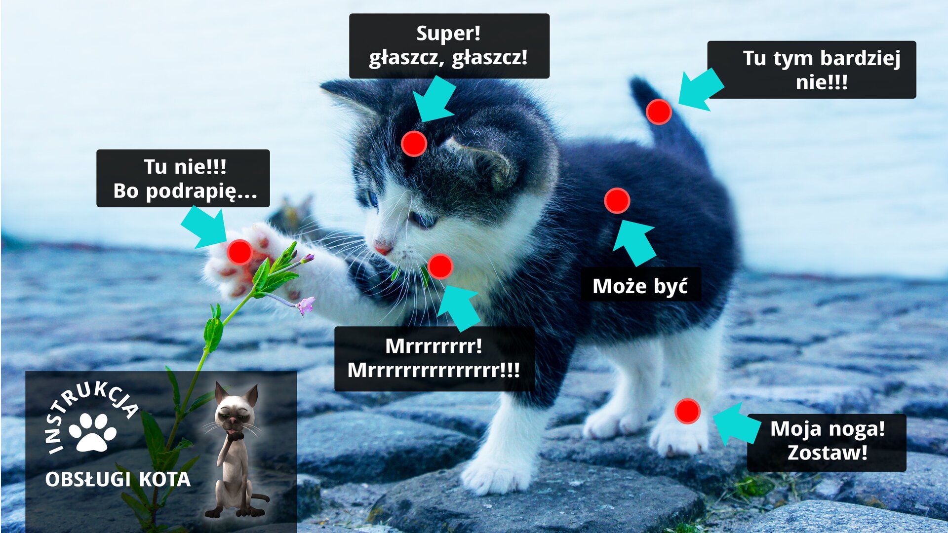 Grafika ma charakter humorystyczny, ponieważ przedstawia instrukcję obsługi kota. Ilustracja przedstawia czarnego małego kota. Kot stoi na kostce brukowej i prawą łapą potrąca różowy kwiatek na zielonej łodydze. Dookoła kota widnieją strzałki w kolorze jasnoniebieskim zakończone okrągłymi czerwonymi kropkami. Przy każdej strzałce znajduje się czarny prostokąt z komunikatem. Kolejno od lewej strony komunikat w pierwszym czarnym prostokącie ze strzałką skierowaną na wnętrze łapy kota brzmi „Tu nie! Bo drapię…”. Kolejny komunikat w czarnym prostokącie ze strzałką skierowaną na głowę kota brzmi „Super! głaszcz, głaszcz!”. Kolejny komunikat w czarnym prostokącie ze strzałką skierowaną na ogon kota brzmi „Tu tym bardziej nie!!!”. Następny komunikat w czarnym prostokącie ze strzałką skierowaną na bok kota „Może być”. Kolejny komunikat w czarnym prostokącie ze strzałką skierowaną na łapę kota „Moja noga! Zostaw!”. Ostatni komunikat w czarnym prostokącie ze strzałką skierowaną na wąsy kota „Mrrr! Mrrr!”. W dolnym lewym rogu na szarym tle znajduje się prostokąt z białym napisem „INSTRUKCJA OBSŁUGI KOTA”.