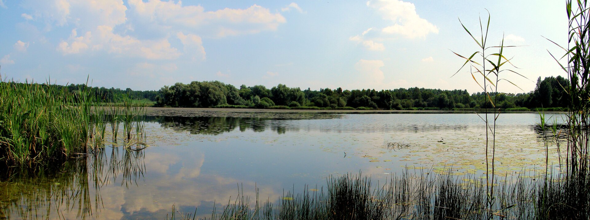 Zdjęcie rozległego zbiornika wodnego otoczonego niezamieszkanym terenem pokrytym trawą i drzewami.