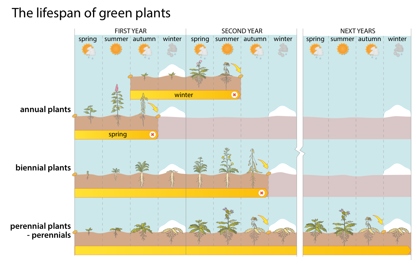 Ilustracja przedstawia różną długość życia roślin zielnych w formie kolorowego diagramu. W błękitnych kolumnach u góry symbolizowane są pory roku w kolejnych latach. Brązowo – pomarańczowe paski oznaczają cykl życiowy roślin, dłuższy lub krótszy. Z lewej od góry na zielono podpisano najpierw rośliny jednoroczne, które na diagramie mają dwa warianty: ozime i jare. Niżej znajduje się pasek roślin dwuletnich. Najniżej przedstawiono cykl życiowy roślin wieloletnich (bylin).Ilustracja jest zatytułowana: The lifespan of green plants. Podpisano wymienione elementy: first year, second year, next years, spring, summer, autumn, winter, annual plants, biennial plants, perennial plants- perennials