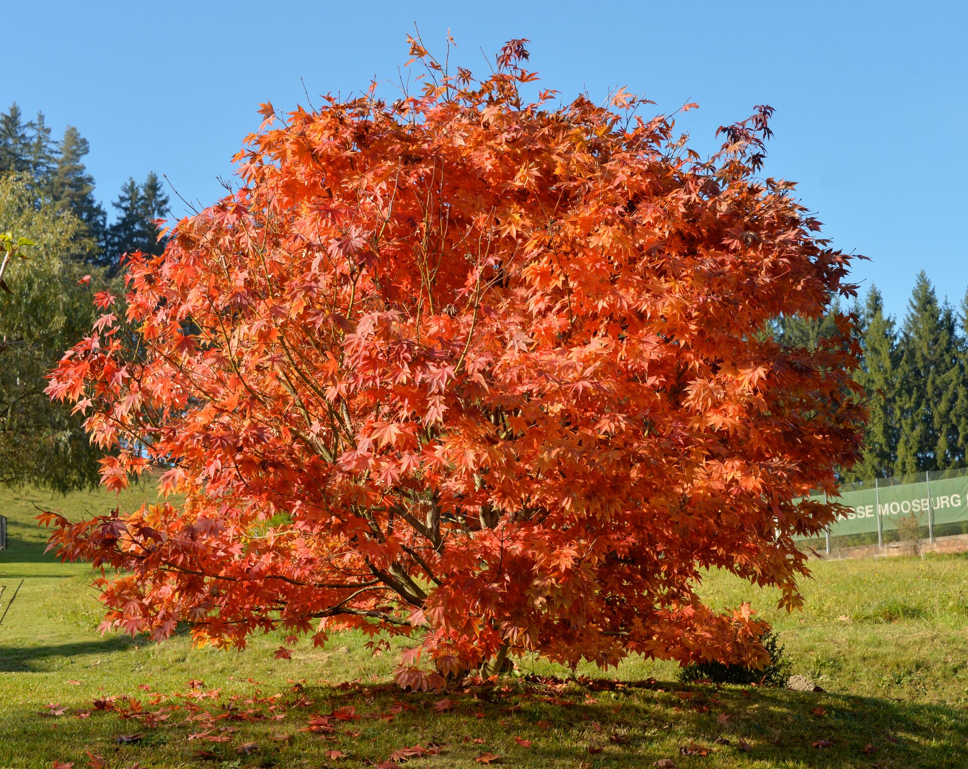 Zdjęcie przedstawia klon zwyczajny. Widoczne jest drzewo liściaste, z liśćmi w kolorze czerwonym, widoczne na tle innych, zielonych drzew.
