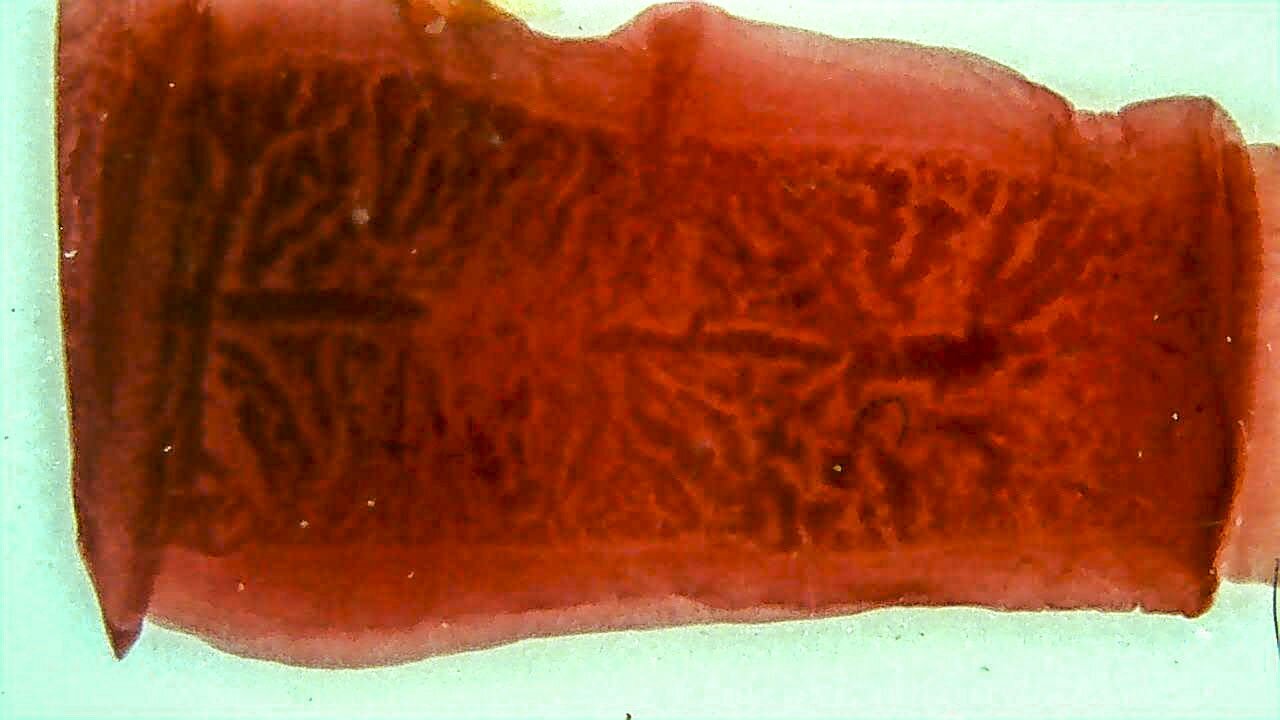 Zdjęcie przedstawia mikroskopowe zbliżenie na ciało tasiemca. Ma czerwony kolor, jest częściowo przezroczyste. W środku widoczne są ciemniejsze bruzdy.