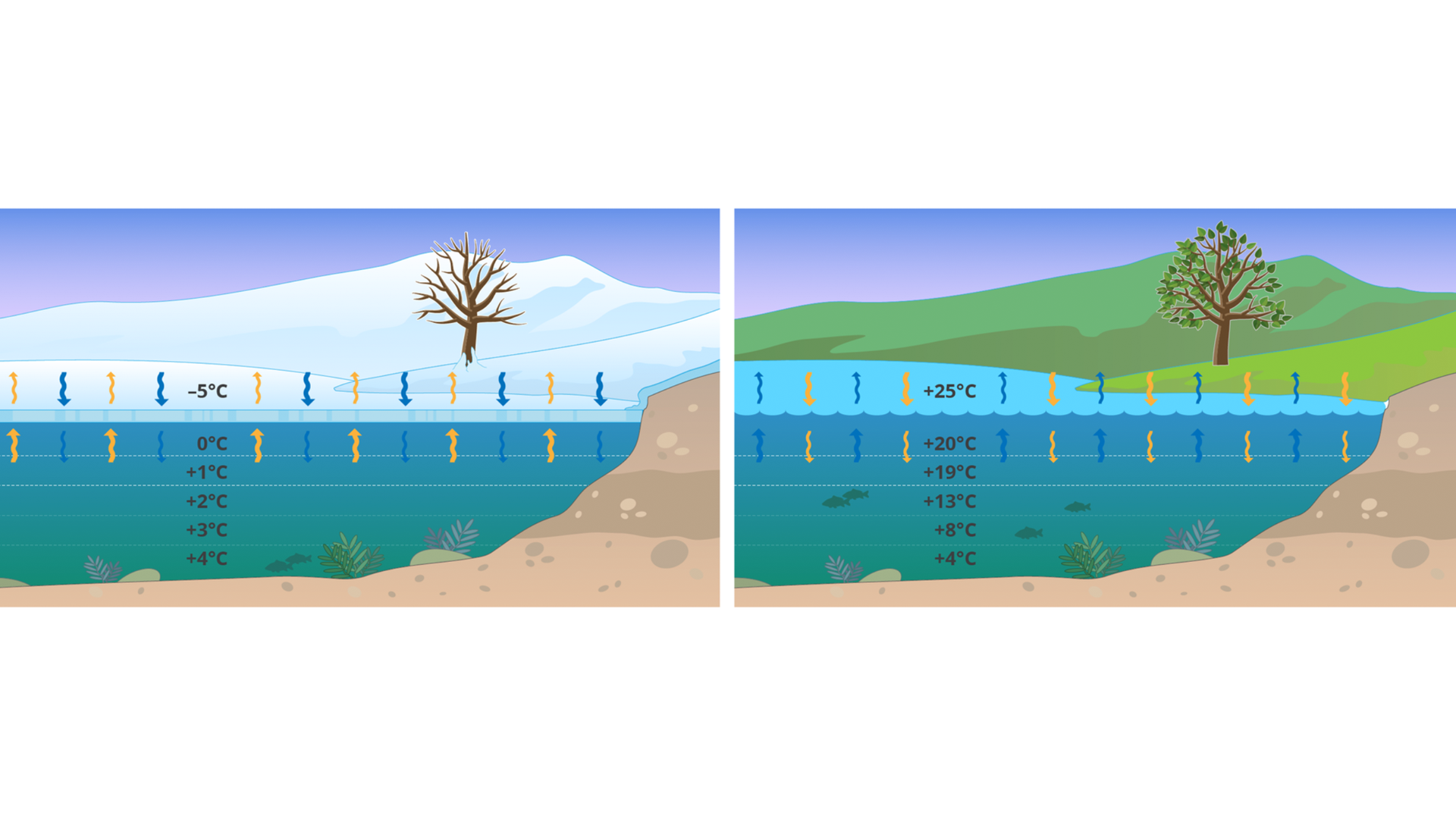 Ilustracja po lewej stronie przedstawia przekrój krajobrazu zimą, od dna jeziora, jezioro, lód na powierzchni wody, pole z drzewem, góry i niebo. Pole i góry przykryte śniegiem. Od dna jeziora w górę zapisano temperatury: +4 stopnie C, +3 stopnie C, +2 stopnie C, +1 stopień C, 0 stopni C, powyżej powierzchni lodu -5 stopni C. Strzałki żółte skierowane do góry narysowane nad i pod lodem. Naprzemiennie strzałki niebieskie skierowane do dołu narysowane nad i pod lodem. Ilustracja po prawej stronie przedstawia przekrój krajobrazu latem, od dna jeziora, jezioro, pole z drzewem, góry i niebo. Od dna jeziora w górę zapisano temperatury: +4 stopnie C, +8 stopni C, +13 stopni C, +19 stopni C, +20 stopni C, powyżej powierzchni wody +25 stopni C. Strzałki żółte skierowane do do dołu narysowane nad i pod powierzchnią wody. Naprzemiennie strzałki niebieskie skierowane do góry narysowane nad i pod powierzchnią wody. 