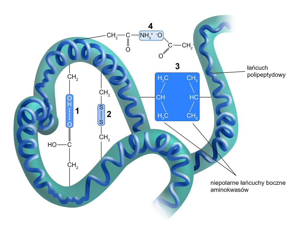 Na schemacie przedstawiono fragment cząsteczki białka o strukturze trzeciorzędowej oraz warunkujące tę strukturę różne oddziaływania występujące pomiędzy łańcuchami bocznymi aminokwasów: wiązania chemiczne oparte na przyciąganiu elektrostatycznym - na ilustracji to wiązanie pomiędzy grupą OH a atomem tlenu, wiązania kowalencyjne  - to wiązanie pomiędzy dwoma atomami siarki, interakcje hydrofobowe  - na ilustracji są dwa niepolarne łańcuchy boczne aminokwasów, to dwie cząsteczki o budowie: grupa metylowa łączy się w dół z grupa CH a ta w dół z kolejna grupą metylową. Dwie cząsteczki są naprzeciwko siebie w łańcuchu polipeptydowym. Znajdują się w niebieskim kwadracie. Kolejno zaznaczono oddziaływanie jonowe - Występuje ono w środkowej części wzoru cząsteczki i jest to NH indeks dolny 3 indeks górny plus O indeks górny minus. Łańcuch polipeptydowy ma pofałdowany, nieregularny kształt. Jest koloru niebieskiego.
