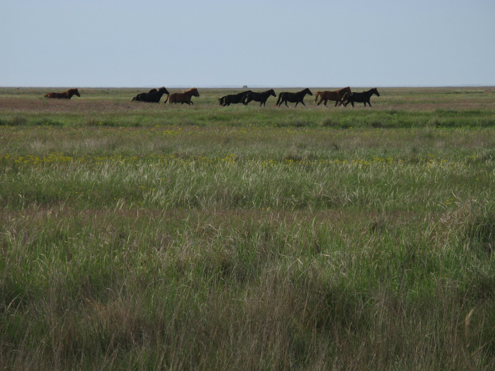 Zdjęcie przedstawia bardzo rozległą równinne, w całości porośnięta gęstą trawą o wysokości kilkudziesięciu centymetrów. Na drugim planie biegnące konie.