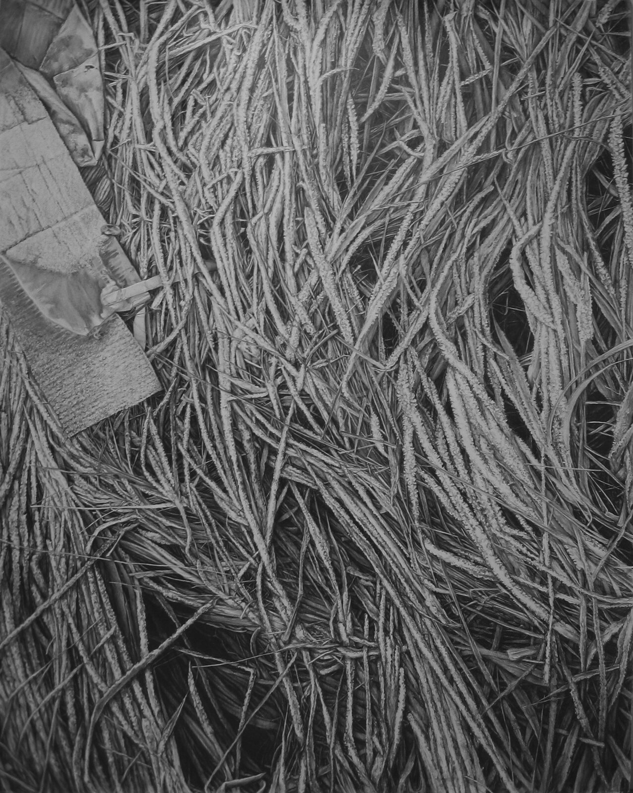 Ilustracja przedstawia rysunek „Droga jako alegoryczny obraz człowieka – trawy”, autorstwa Katarzyny Łyszkowskiej. Monochromatyczna, utrzymana w szarościach praca ukazuje zbliżenie na zgnieciony fragment traw. W lewym, górnym rogu pionowej kompozycji znajdują się resztki pogniecionych papierów o różnej strukturze, będące śladem bytności człowieka. Artystka, przy pomocy ołówka z dużą precyzją i dbałością o detal, oddała każdy szczegół ukazanej na rysunku natury.