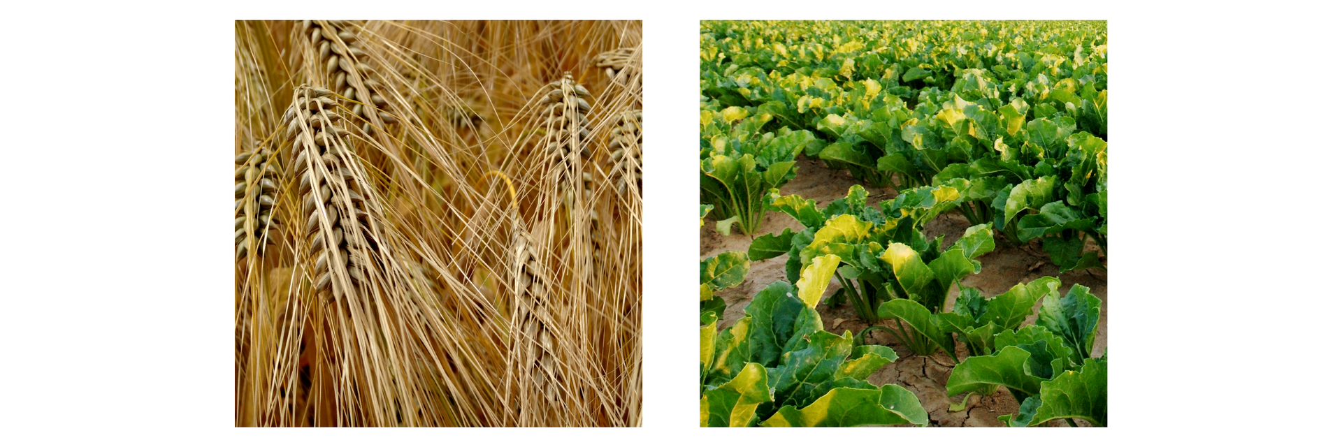 Grafika składa się z <math aria‑label="dwóch">2 zdjęć. Na pierwszym zdjęciu jest zbliżenie na złote kłosy jęczmienia. Na drugim zdjęciu jest kadr z pola, na którym rosną buraki cukrowe. Na zdjęciu znajduje się kilka rzędów zielonych liści buraków, które wyrastają z jasnobrązowej ziemi. 