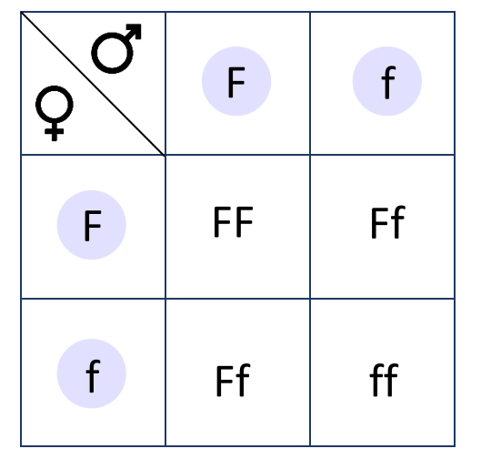 lustracja przedstawia schemat wykonania krzyżówki genetycznej przedstawiającej dziedziczenie barwy kwiatów u grochu. Rodzice są heterozygotami - produkują gamety z allelami dominującymi (duża litera F) i allelami recesywnymi (mała litera f), które wpisane są w fioletowe kółka u góry krzyżówki i po lewej stronie krzyżówki. W miejscach przecięcia rzędów i kolumn wpisane allele od rodziców, czyli genotyp potomstwa. W tym pokoleniu powstały homozygoty dominujące (dwie duże litery F), heterozygoty (jedna duża litera F i jedna mała litera f) oraz homozygoty recesywne (dwie małe litery f) w stosunku 1 : 2 : 1.
