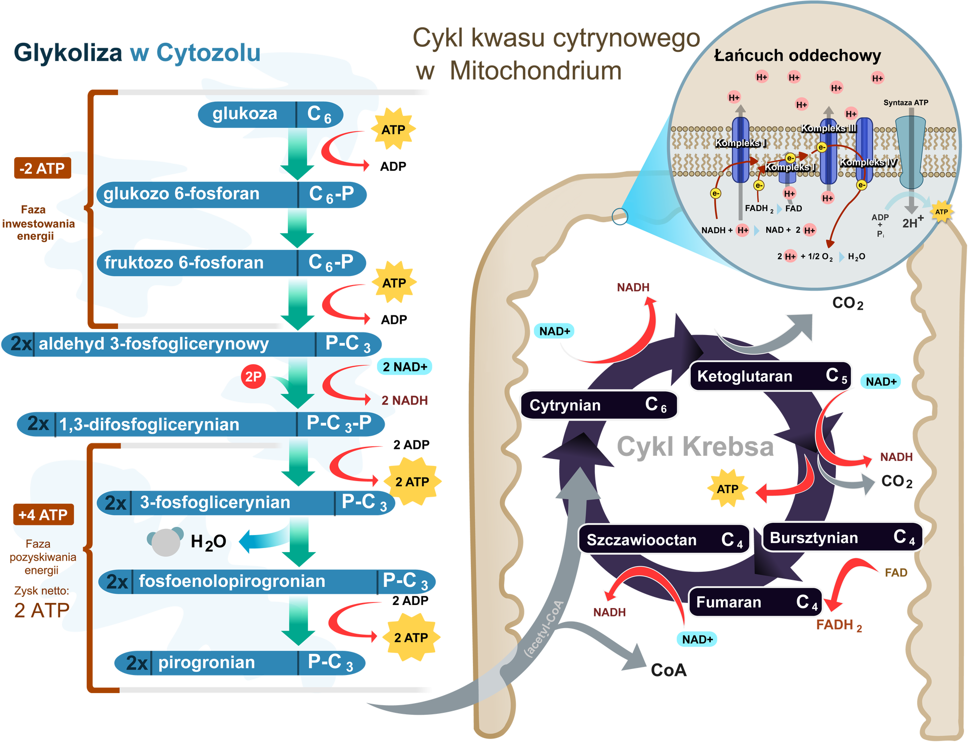 Oddychanie komórkowe jest wielostopniowym biochemicznym procesem utleniania związków organicznych związany z wydzieleniem energii użytecznej metabolicznie. Oddychanie przebiega w każdej żywej komórce w sposób stały. Zachodzi ono nawet wtedy, gdy inne procesy metaboliczne zostaną zahamowane. Chociaż istnieją różnice w przebiegu procesu oddychania u poszczególnych grup organizmów, to zestaw enzymów katalizujących poszczególne reakcje składające się na oddychanie jest zbliżony u wszystkich organizmów żywych. Zachodzenie oddychania jest jednym z najczęściej stosowanych wskaźników zachodzenia procesów życiowych. Pierwszym etapem oddychania komórkowego, zarówno tlenowego jak i beztlenowego jest glikoliza. Glikoliza ma miejsce w cytoplazmie komórki. Jest skomplikowany i złożony proces przemian biochemicznych katalizowanych przez odpowiednie enzymy. W wyniku glikolizy glukoza jest przekształcana (utleniana) w kwas pirogronowy. Protony i elektrony z tego procesu wiążą się z cząsteczkami NAD+, co powoduje ich redukcję. Uwalnia się energia w postaci ATP, który jest syntetyzowany podczas fosforylacji substratowej sprzężonej z glikolizą. W wyniku rozpadu jednej cząsteczki glukozy powstają dwie cząsteczki kwasu pirogronowego. Powstają dwie cząsteczki ATP z ADP i wolnych reszt fosforanu. Ma miejsce również redukcja NAD+ (powstaje NADPH). Kwas pirogronowy, który powstaje przedostaje się z cytoplazmy przez błony mitochondrium do macierzy mitochondrialnej. Tam zachodzi następny etap oddychania komórkowego. To oksydacyjna dekarboksylacja kwasu pirogronowego. Dochodzi do odłączenia grupy karboksylowej (dekarboksylacja) od kwasu pirogronowego. Ma miejsce utlenienie produktu, czyli dwuwęglowej grupy acetylowej i przyłączenie do niej koenzymu A. Przemianie tej towarzyszy redukcja NAD+, gdyż substrat ulega dehydrogenacji. Biorcą protonów i elektronów jest właśnie NAD+. Jest to reakcja egzoergiczna i nieodwracalna. Grupa karboksylowa jest odłączana od kwasu pirogronowego w postaci CO2. Ostatecznie, produktem reakcji pomostowej jest acetylo‑koenzym A, inaczej aktywny octan. Acetylo‑koenzym A jest przyłączany do kolejnego etapu oddychania komórkowego tlenowego, czyli cyklu kwasu cytrynowego, inaczej zwanego cyklem Krebsa.