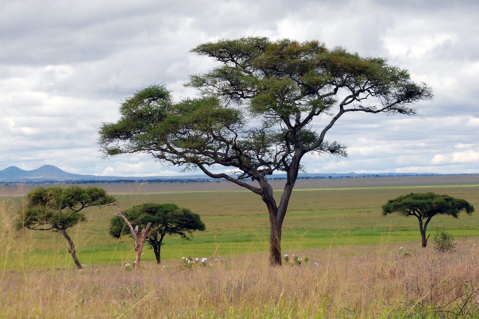 Na zdjęciu obszar, na którym dominują przesuszone trawy. Gdzieniegdzie widoczne są drzewa z rozłożystymi koronami. 