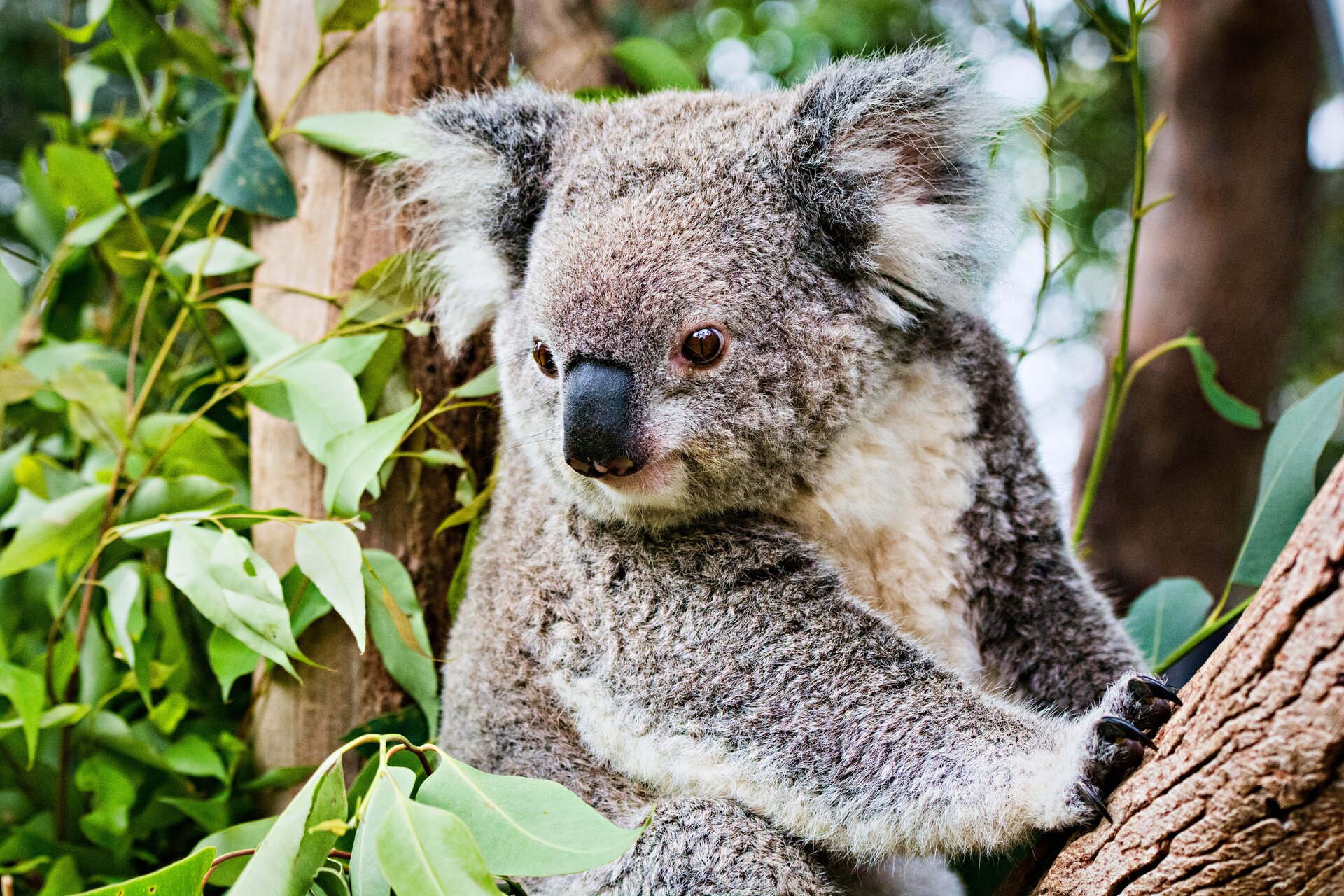 Fotografia przedstawia szarego koalę, siedzącego na drzewie. To drzewo to eukaliptus. Koala posiada drobne brązowe oczy, podłużny czarny nos oraz długie czarne pazury, którymi trzyma się kory drzewa.