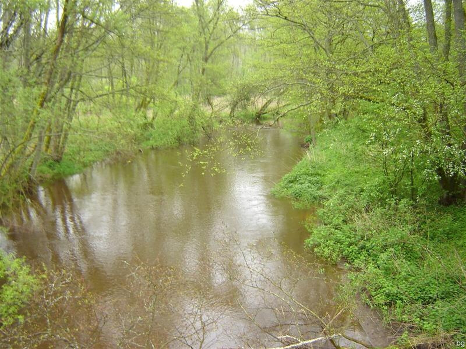 Zdjęcie przedstawia ciek wodny w lesie liściastym. Rzeka przepływa przez środek fotografii, na jej brzegach rośnie zielona niska roślinność oraz widoczne są pnie wyższych drzew. Woda w rzece ma kolor zielonobrązowy.  
