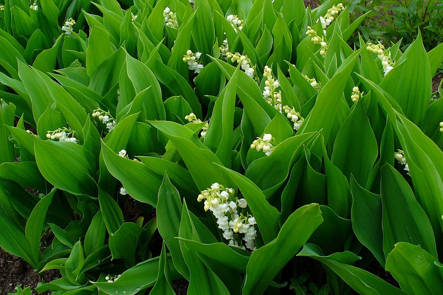 Na planszy widoczna jest Konwalia majowa. Ma podłużne, owalnie lancetowate, ciemno‑zielone, liczne liście oraz dzwonkowate, białe kwiaty w dużych skupiskach.