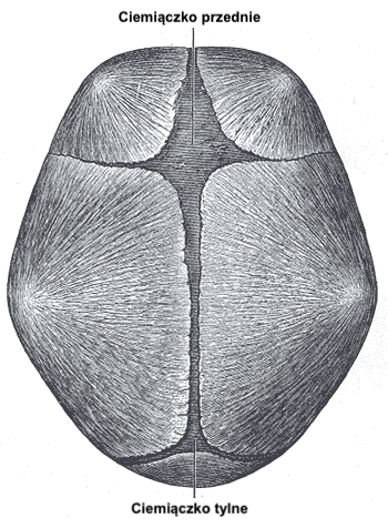 Rycina przedstawia czaszkę człowieka tuż po urodzeniu. Widoczne na niej są ciemiączko przednie oraz ciemiączko tylne - przerwy pomiędzy kościami czaszki. 