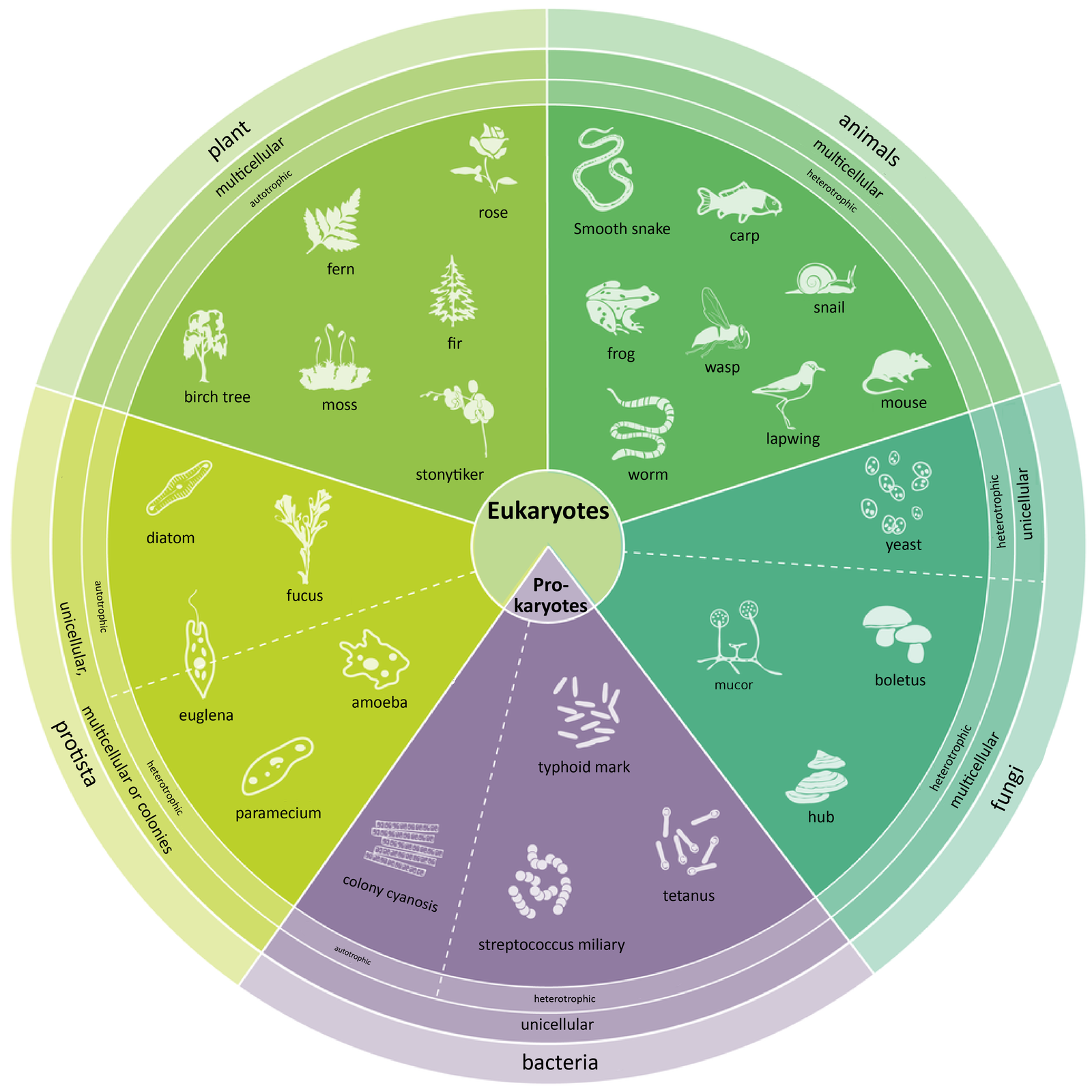 Ilustracja przedstawia schemat kołowy. Koło jest podzielone na pięć jednakowych segmentów – wycinków koła. Każdy segment to królestwo i jego przedstawiciele. Pierwszy segment na to rośliny wielokomórkowe, samożywne, takie jak róża, paproć, jodła, mech, storczyk, brzoza. Drugi segment to zwierzęta – organizmy wielokomórkowe, cudzożywne, a wśród nich czajka, mucha, karp, dżdżownica, ślimak, żaba, gniewosz i osa. Trzeci segment to grzyby – organizmy cudzożywne, podzielone na dwie podgrupy. Pierwsza podgrupa to grzyby jednokomórkowe, takie jak drożdże. Druga podgrupa to grzyby wielokomórkowe, takie jak pleśniak, borowik i huba. Czwarty segment to bakterie – organizmy jednokomórkowe, a wśród nich samożywne, takie jak sinica kolonijna oraz cudzożywne – laseczka tężca, paciorkowiec mleczny, pałeczka okrężnicy. Piąty segment to protisty – organizmy jednokomórkowe, wielokomórkowe oraz kolonijne. Podzielone na samożywne – okrzemki i morszczyn oraz cudzożywne – pantofelek, ameba Na granicy pomiędzy nimi znajduje się euglena. Każdy segment przypisany jest organizmom jądrowym lub bezjądrowym. Organizmy jądrowe to protisty, rośliny, zwierzęta, grzyby. Organizmy bezjądrowe to bakterie. Podpisy: Nuclear organisms (eukaryotes),non-organisms (prokaryotes); plantae, multicellular, autotrophic, (rose, fern, fir, moss, birch, stonytiker);protista, single-cell, multicellular or colonies, (diatom, fucus, euglena, slipper, amoeba); bacteria; single-celled; autotrophic, heterotrophic; (colony cyanosis, typhoid mark, streptococcus miliary, tachycardia); fungi,, multicellular, single cellforeign, self-sufficient(yeast, plának, hub, boletus);Animalia, multicellular, heterotrophic, (mouse, lapwap, wasp, snail, carp, spider, kill, smooth