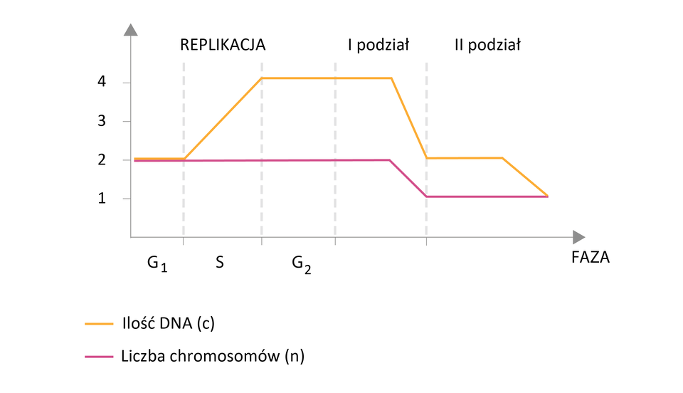 Zapoznaj się z opisem wykresu poniżej. 